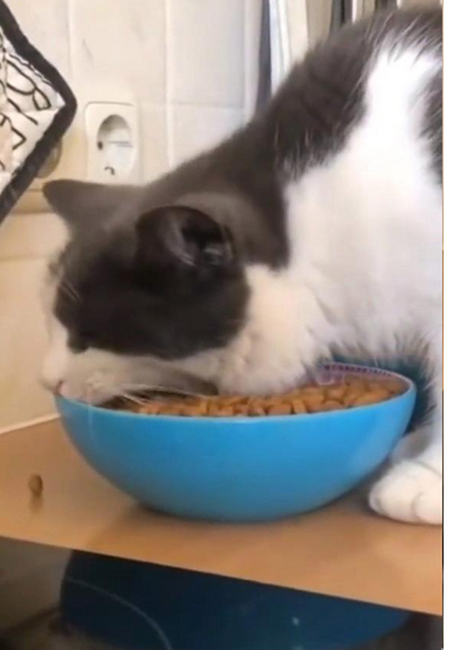猫咪:大口吃饭就是香啊!