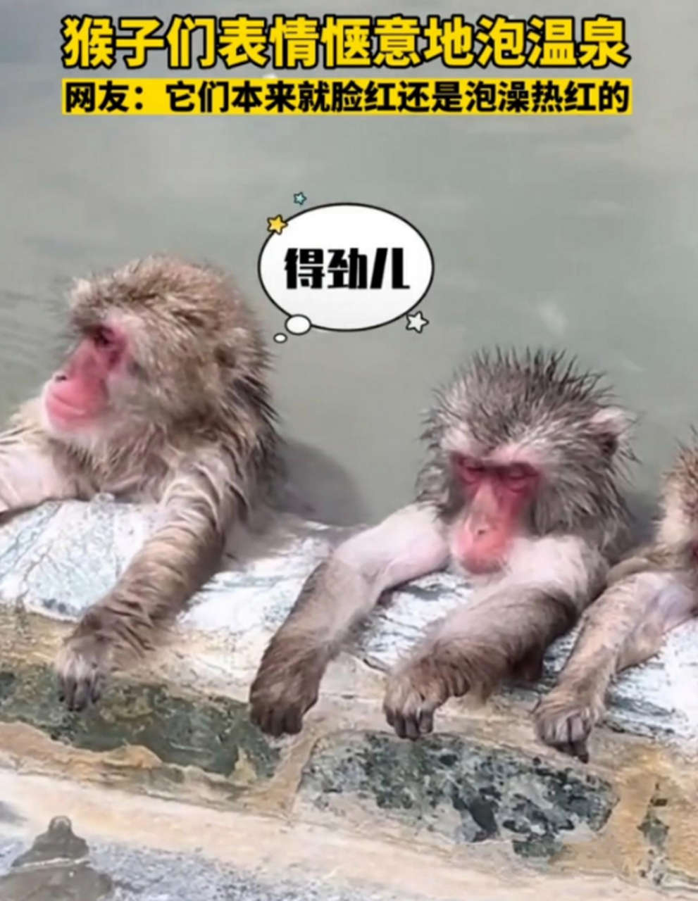 猴子们真幸福,拥有一处天然的温泉.