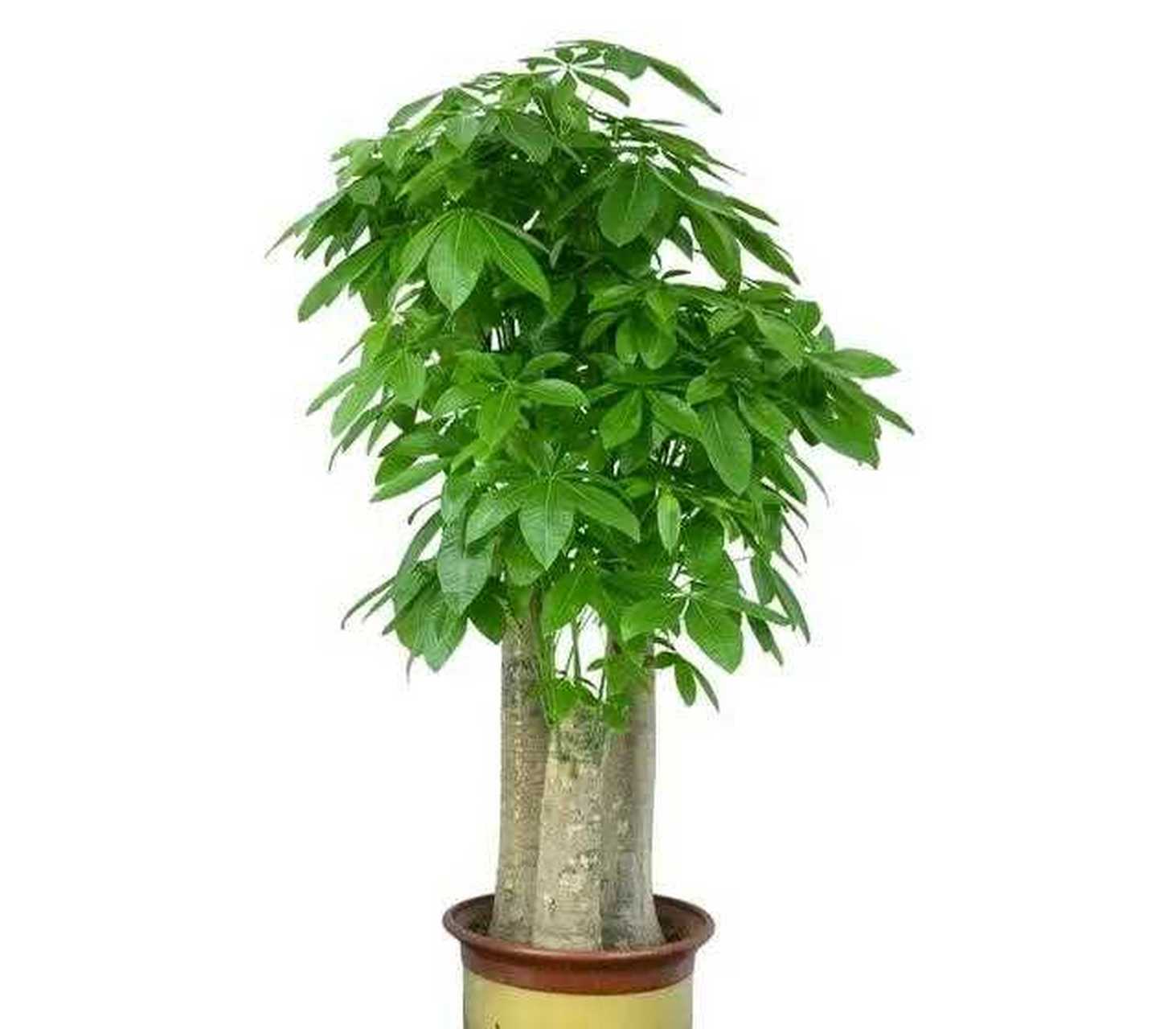 发财树寓意招财进宝,是很多花友喜欢的一种绿植.