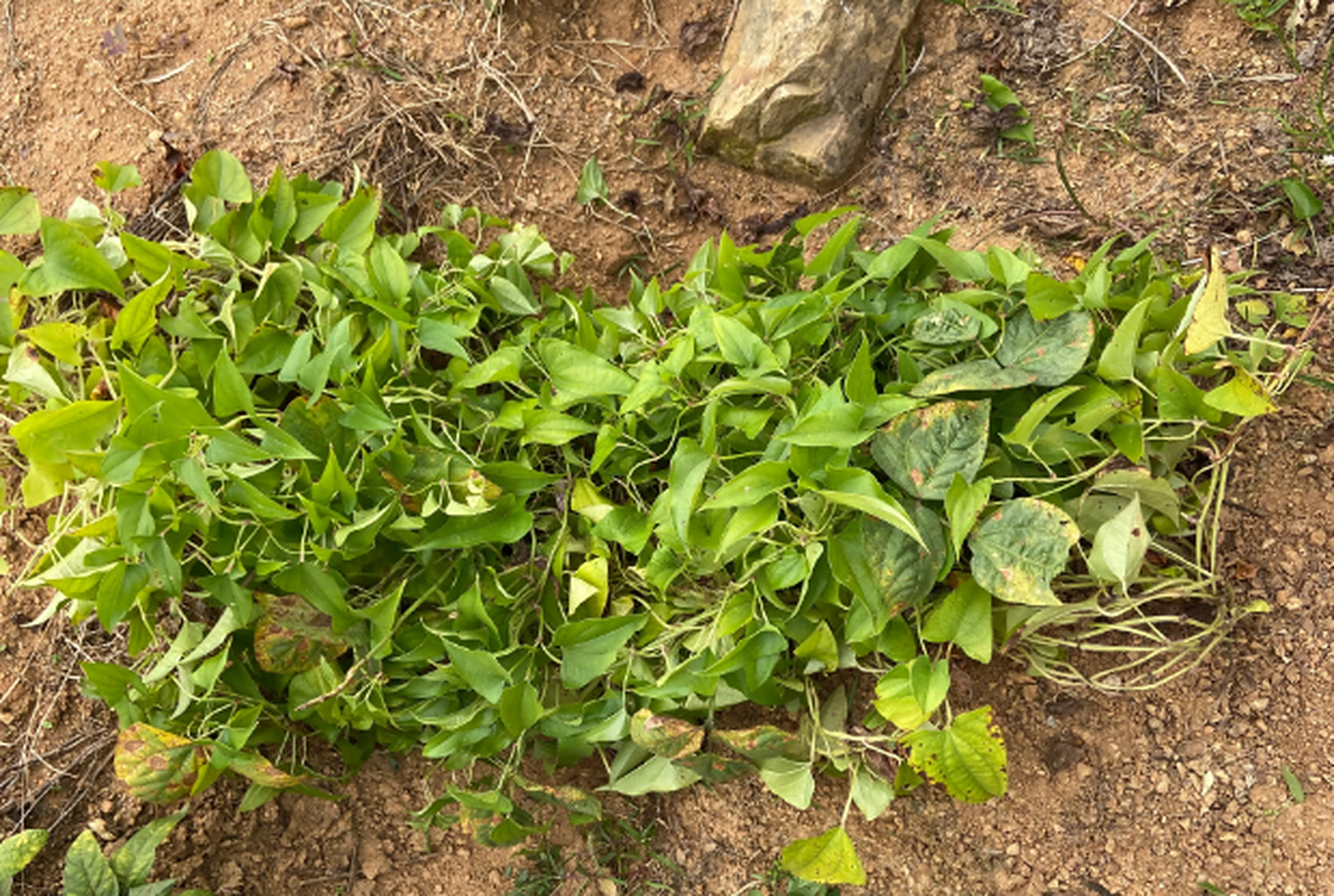 朋友们你们那里有脚板薯吗?