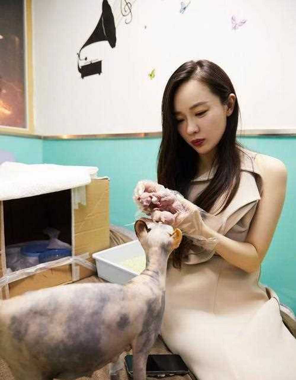 王珞丹,宠物是鸭子,价值1万块;  柳岩,宠物是矮马,价值5万块;[工人]