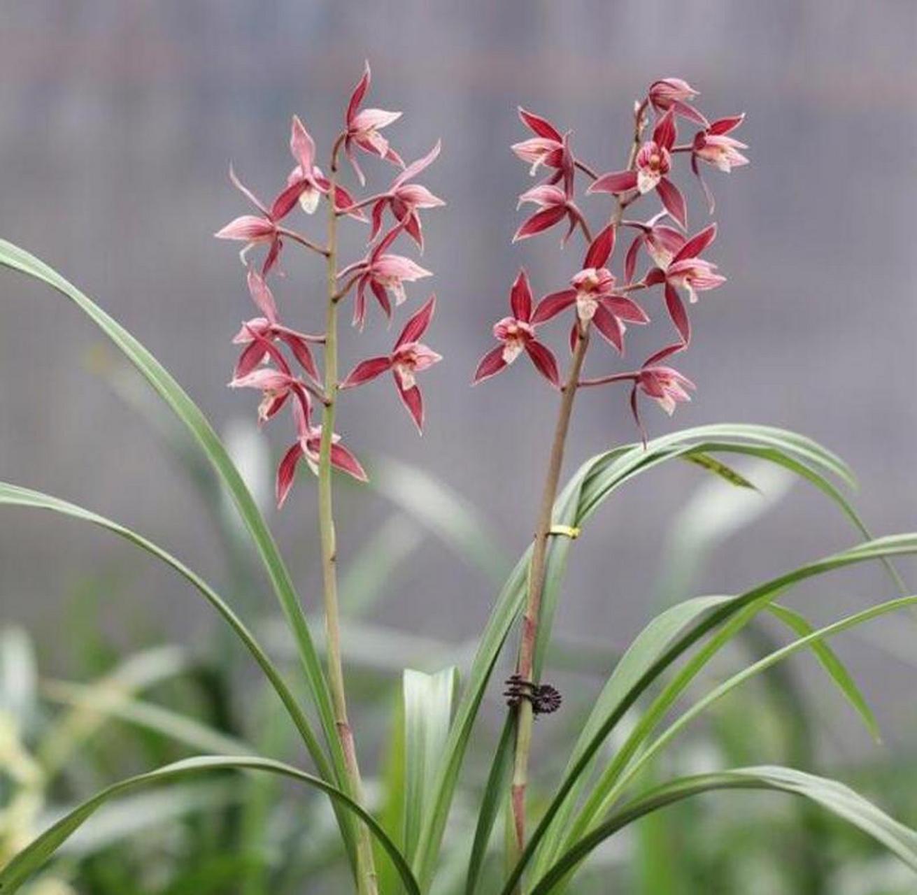 秋榜名品(版纳红)经典开品,秋榜中物美价廉的红花之一,值得拥有的品种