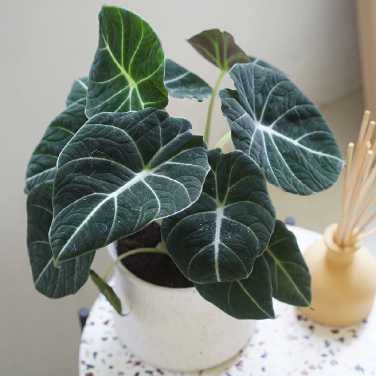 每天认识一种绿植:"尊贵与真诚"天鹅绒海芋 91名称:黑天鹅绒海芋