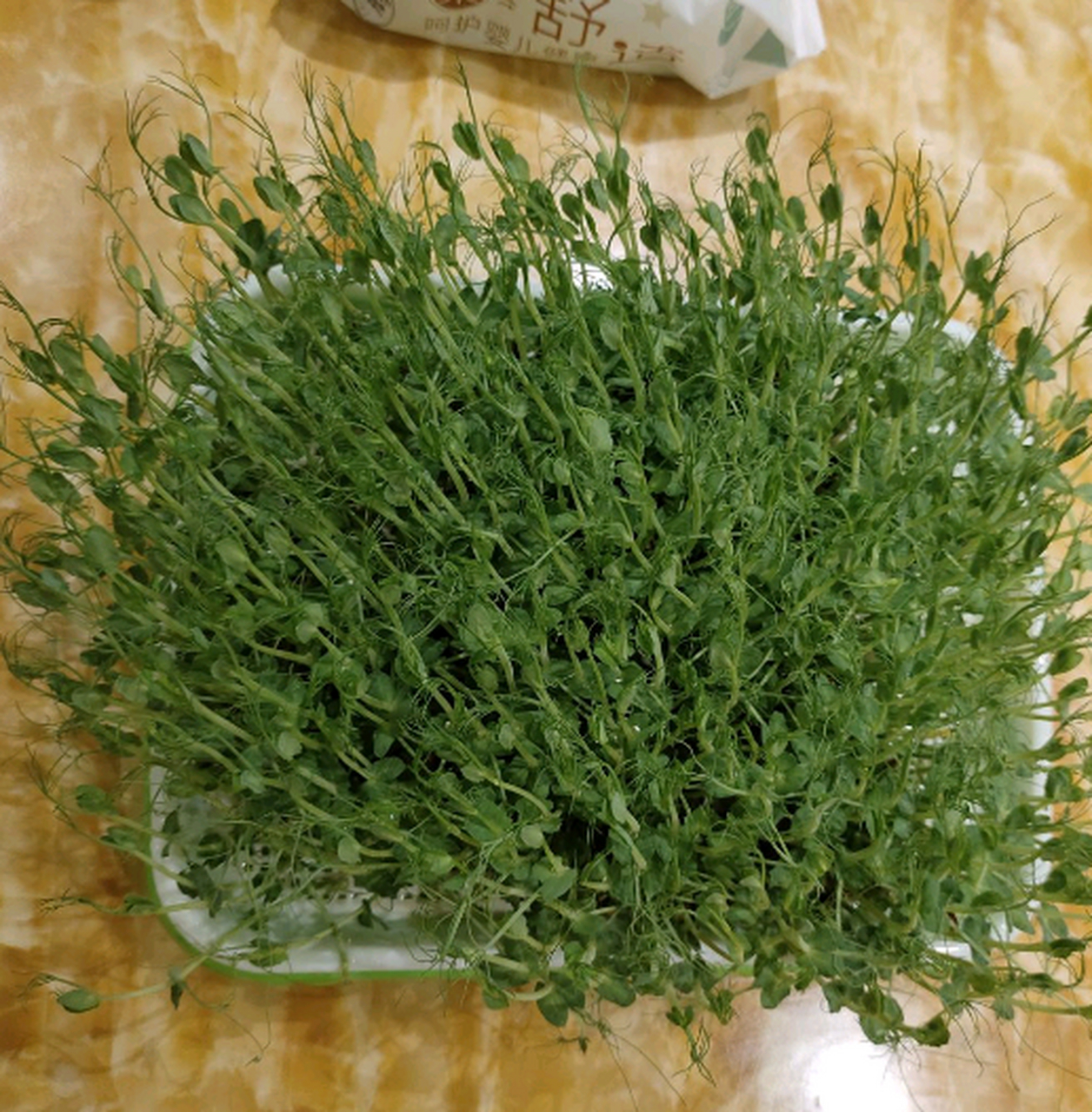 蚕豆苗都长出来了