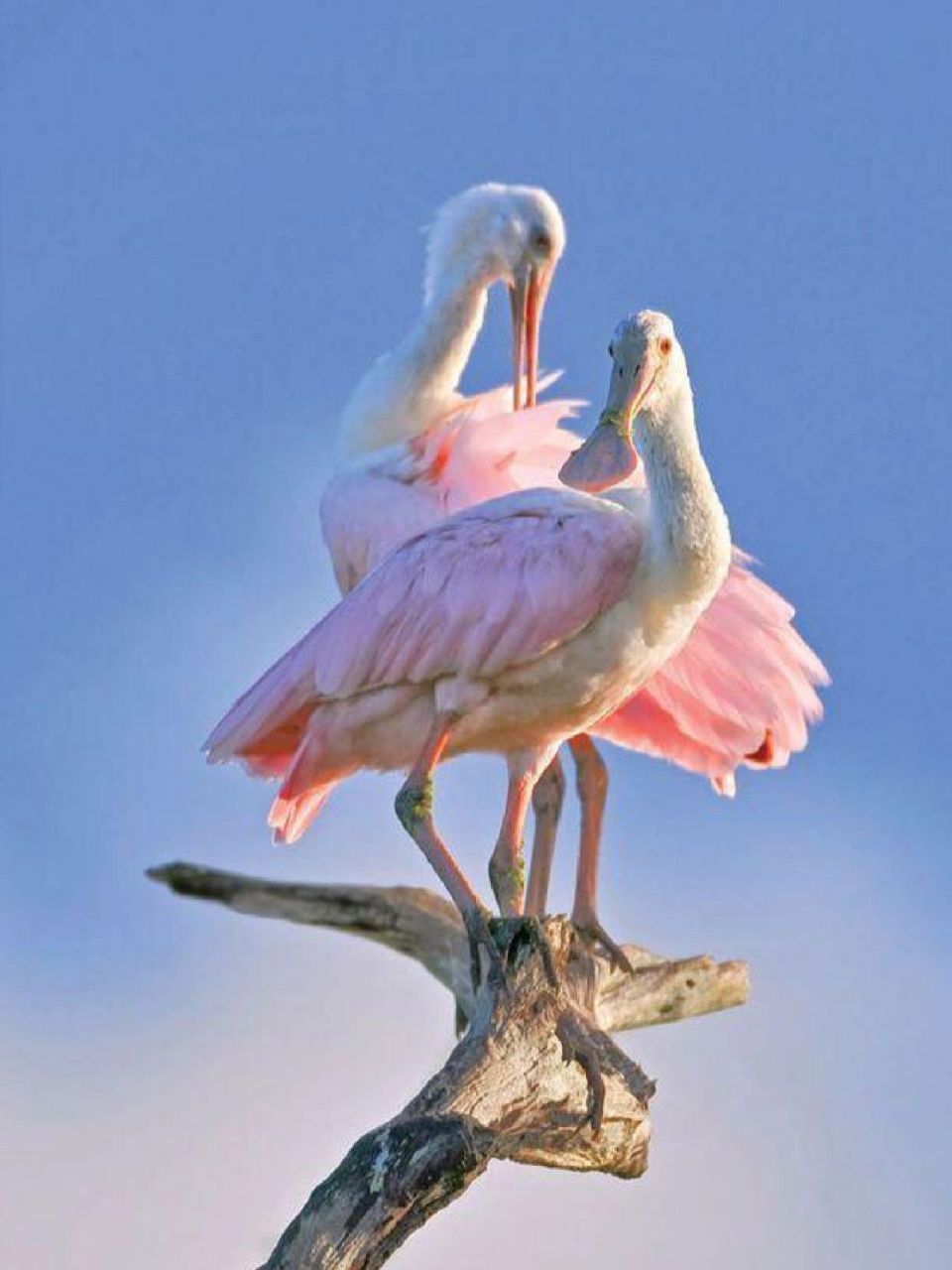 每天陪孩子一起瞧动物 名称:粉红琵鹭(platalea ajaja) 别名:玫瑰琵鹭