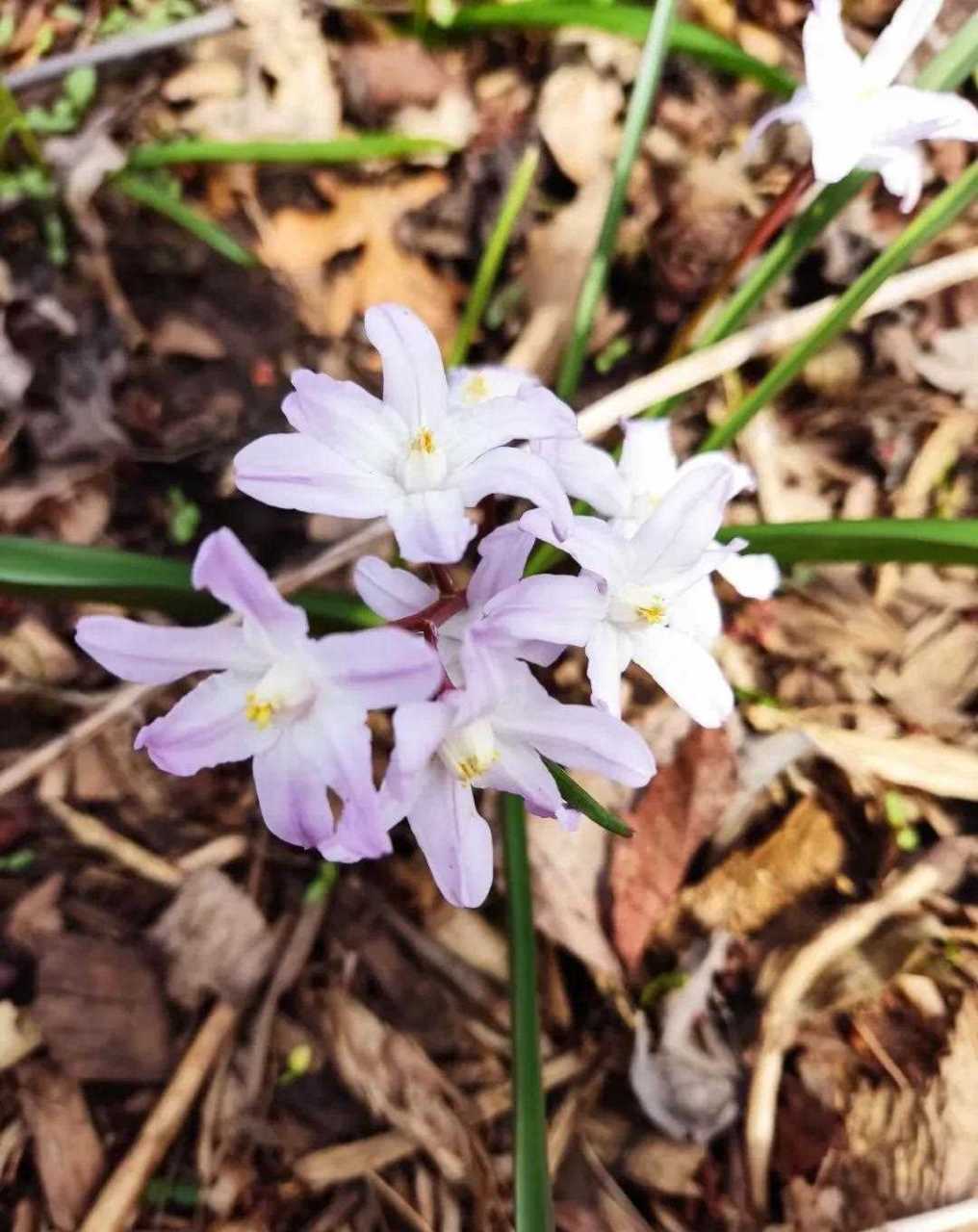 这花的名字是glory of snow,翻译成中文就是雪的荣耀.