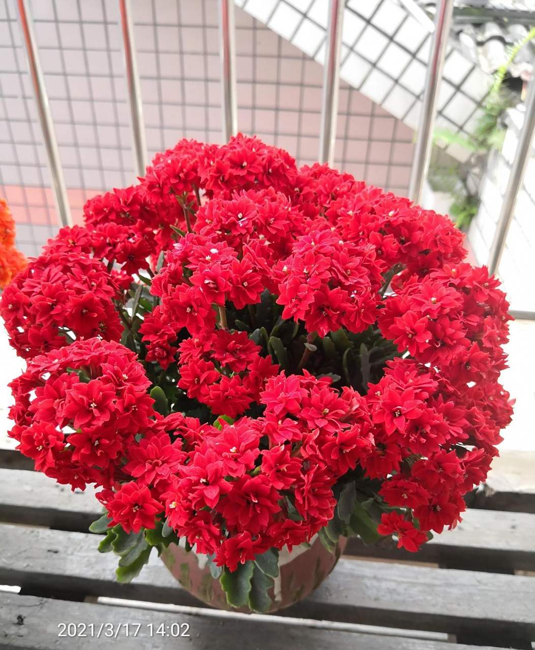 非洲红宝石,长寿花里非常出色的品种,株型低矮紧凑,高度和冠幅都是20