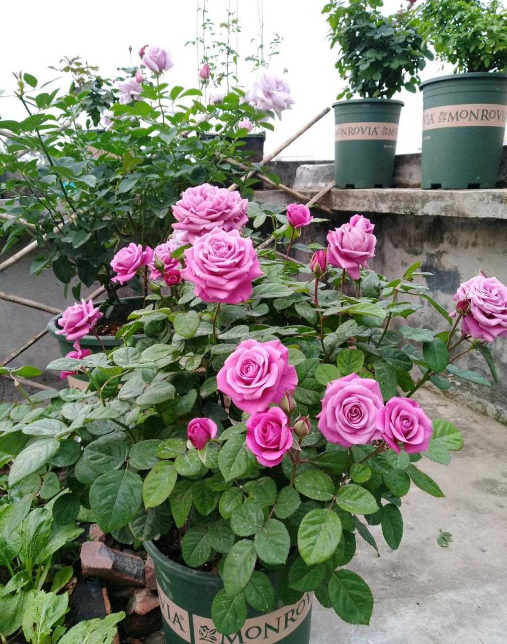 北阳台养月季花,就选"冥王星阳台",比较耐阴的微型月季,植株高度只有