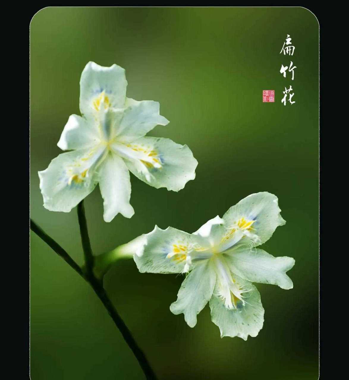 扁竹花图片