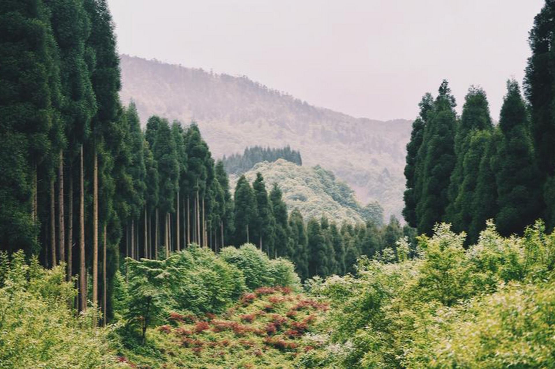 鸡冠山,被誉为崇州最美丽的山,是大熊猫的爱情走廊
