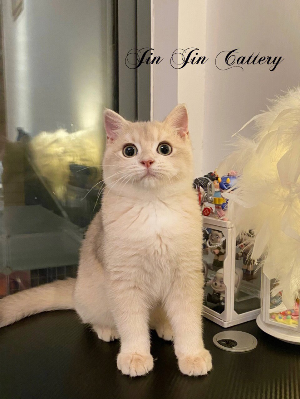 蓝金渐层ay12短毛弟弟 超级胖 巨能吃#蓝金渐层#   #金渐层#   #宁波