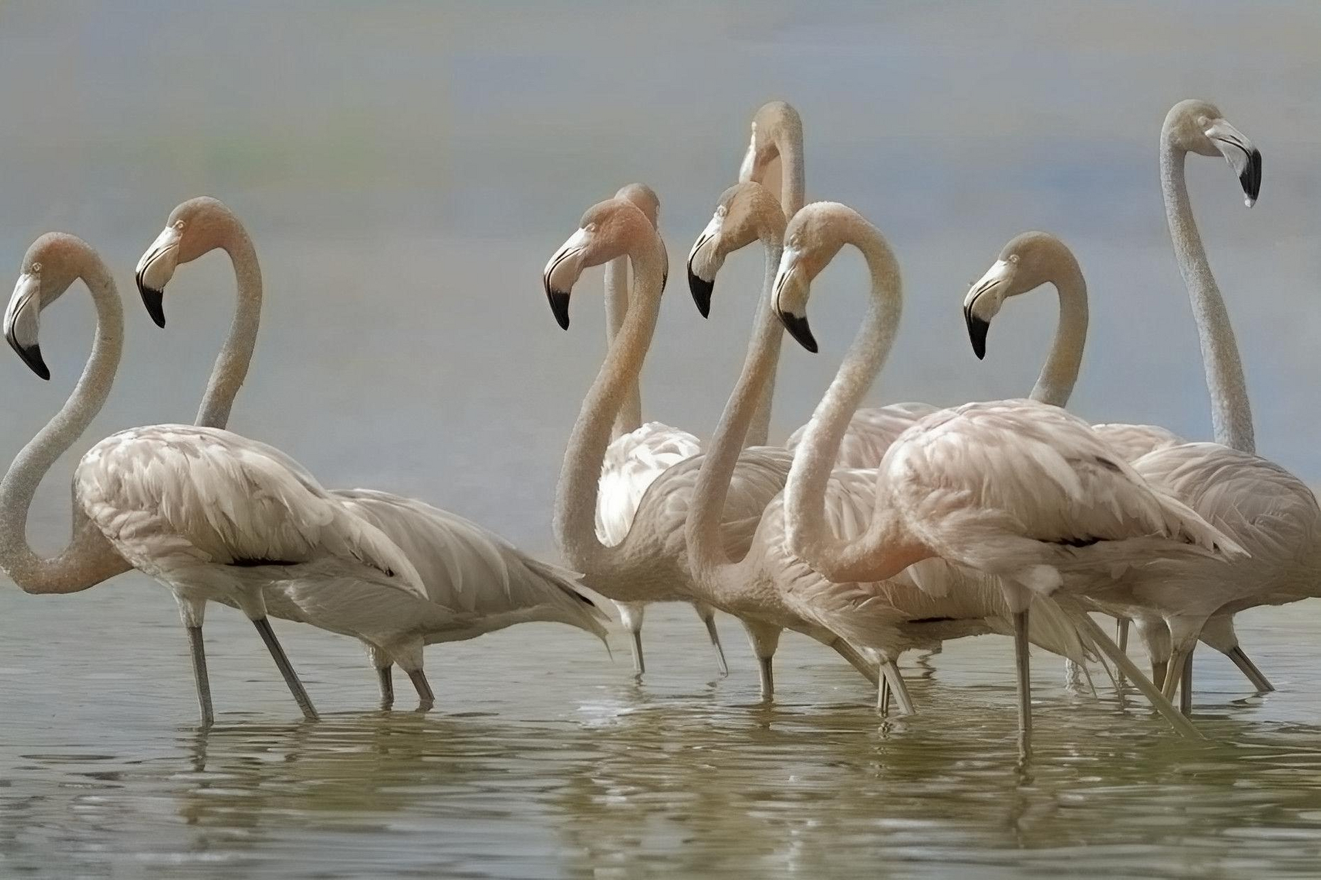 唯一能在野外获得红色素的鸟类是火烈鸟,它们通过食用富含胡萝卜素的