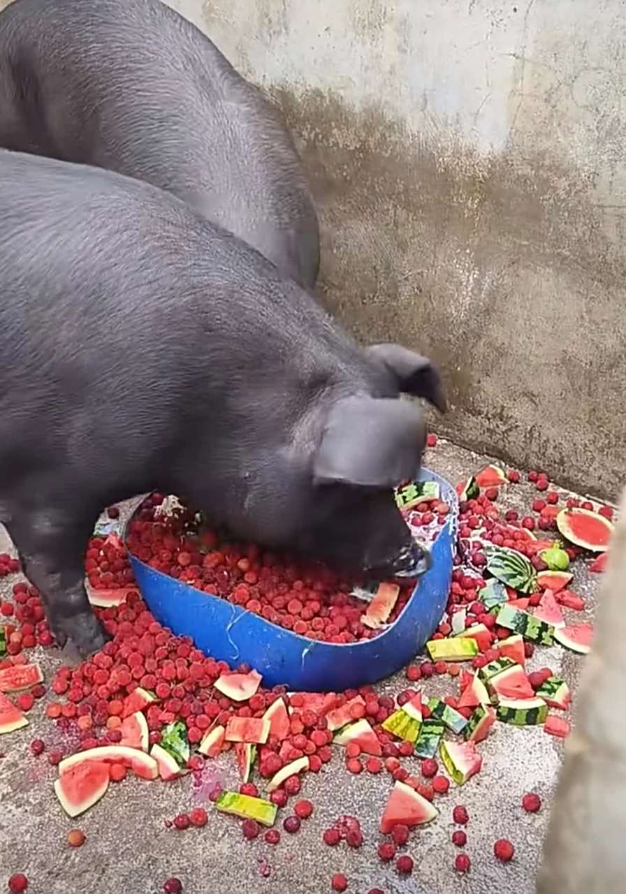 吃水果的猪,长成这样肉也会有水果味吗?[偷笑]