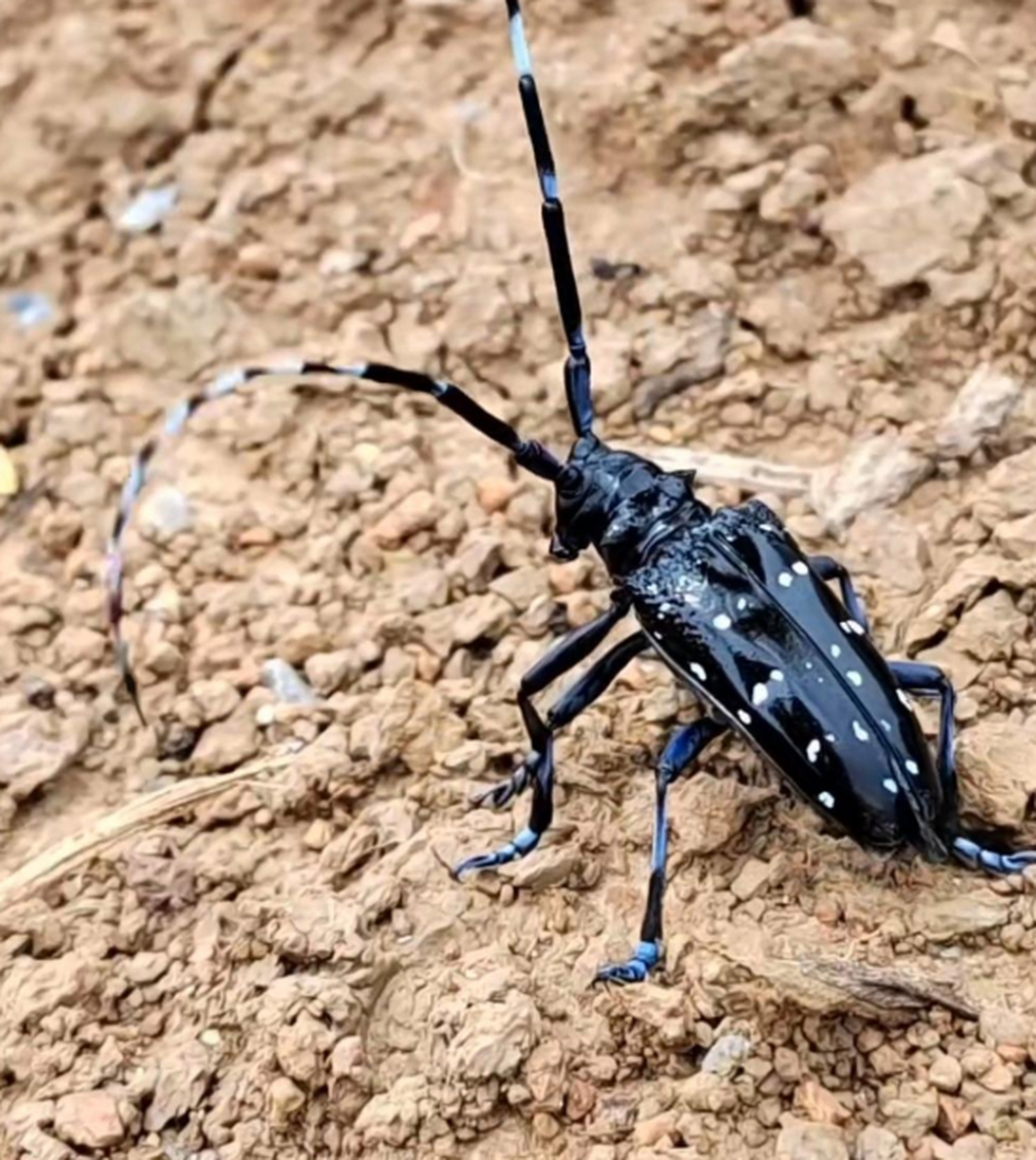 看看我们北方的老水牛,这玩意儿钻洞,最厉害了!