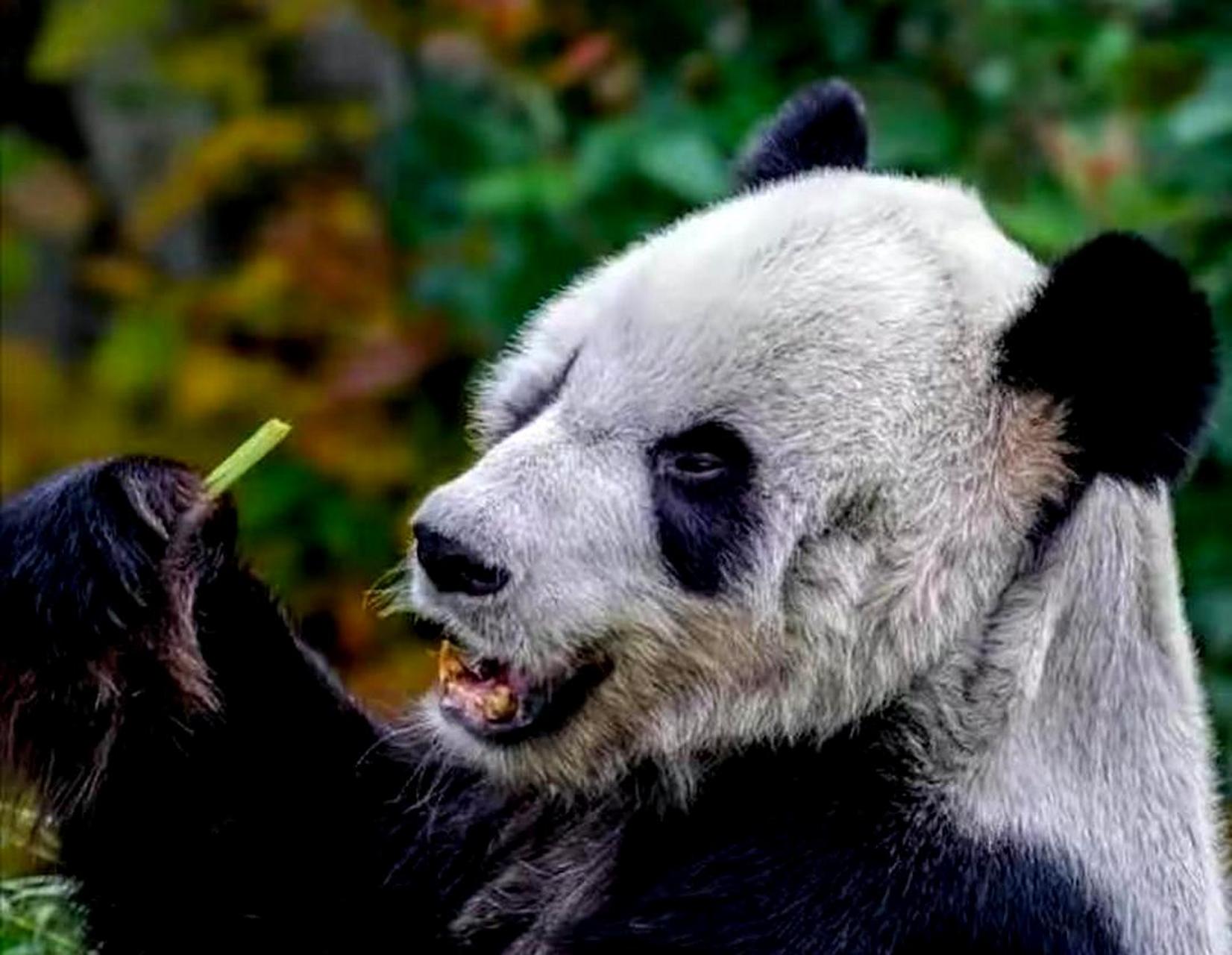 我们的国宝大熊猫已经瘦得变形了,真让人心疼!