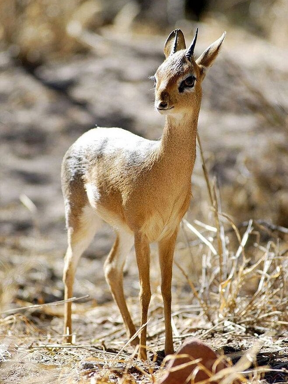 自带美瞳长睫毛|犬羚  中文学名:犬羚 拉丁学名:martes zibellina