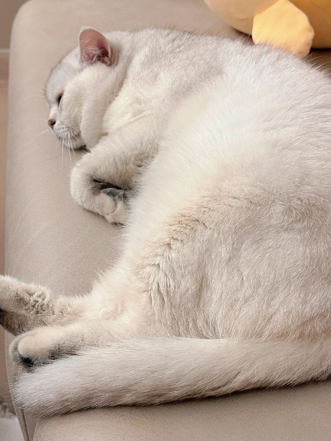 猫我呀 明天又不用上班又不用上学的 #当然要记录啊 "就继续在家睡觉