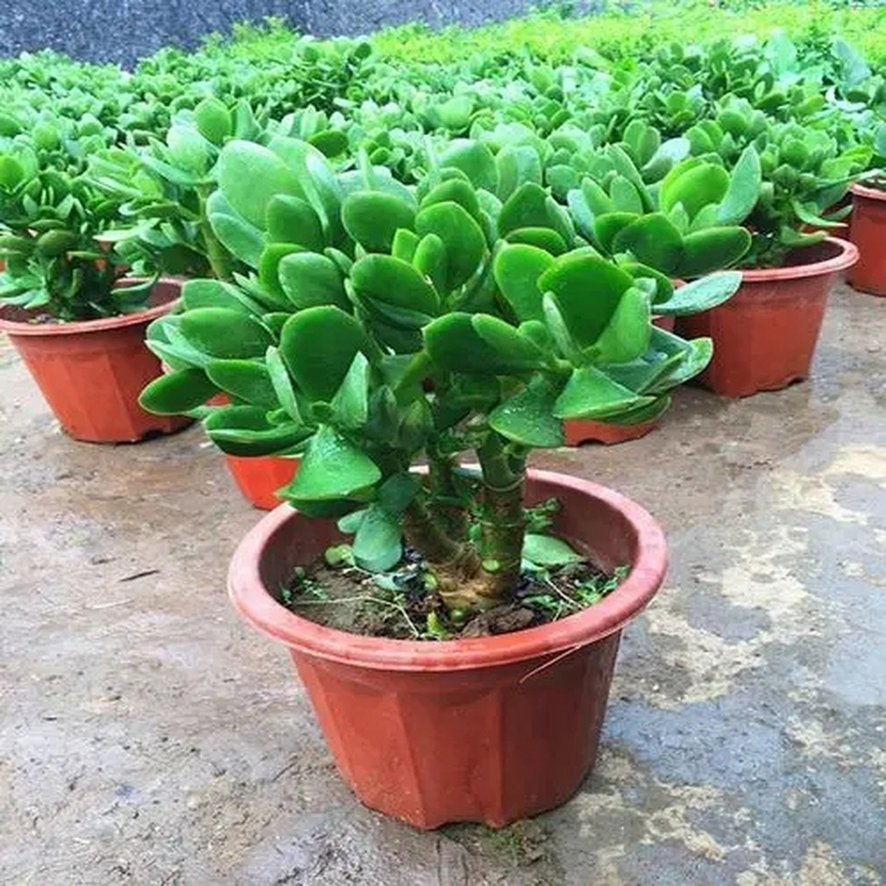 [庆祝]玉树在很多地区被称为"厚脸皮,是景天科的多浆植物,能长得很高