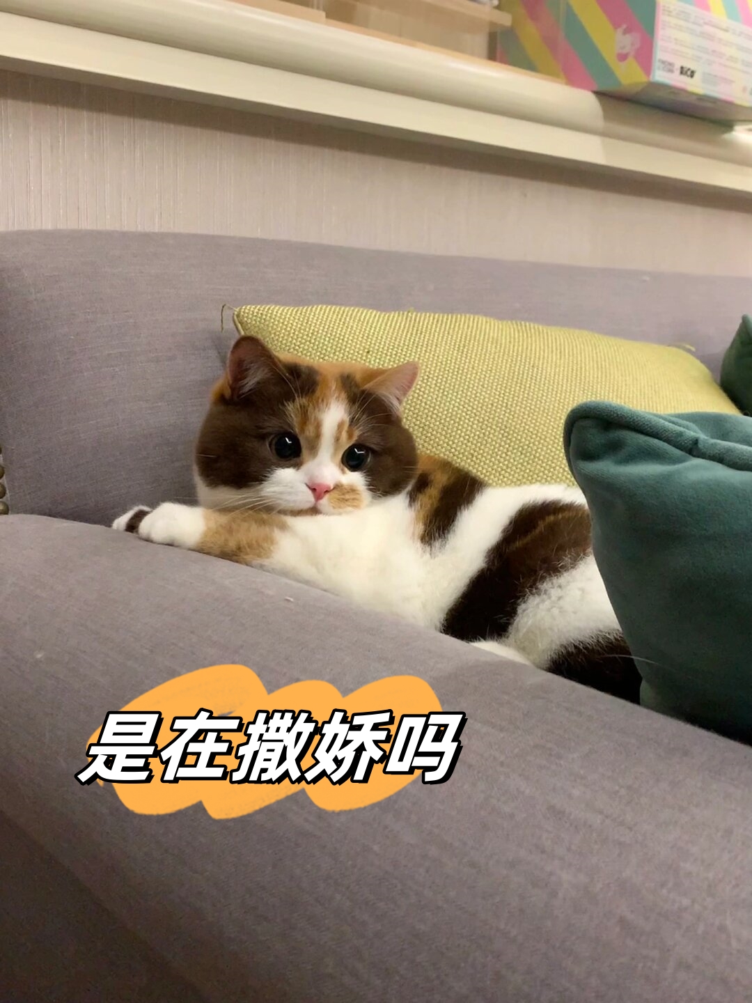 像这种呆呆的小猫咪想要一口嗷呜吃掉