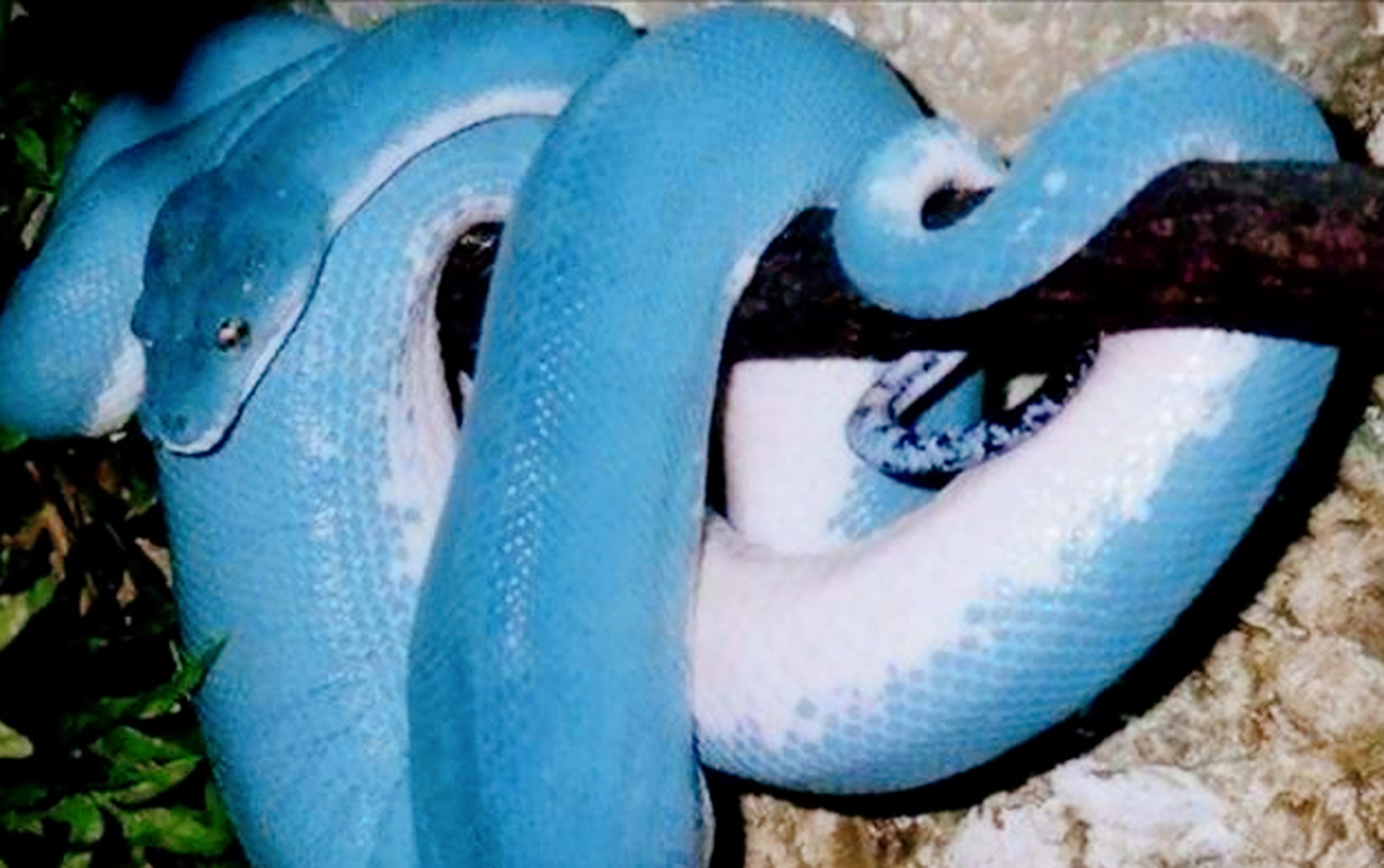 蓝血蛇是世界上最贵的蛇类品种,属于绿树蟒的变异体,本身无毒,它们