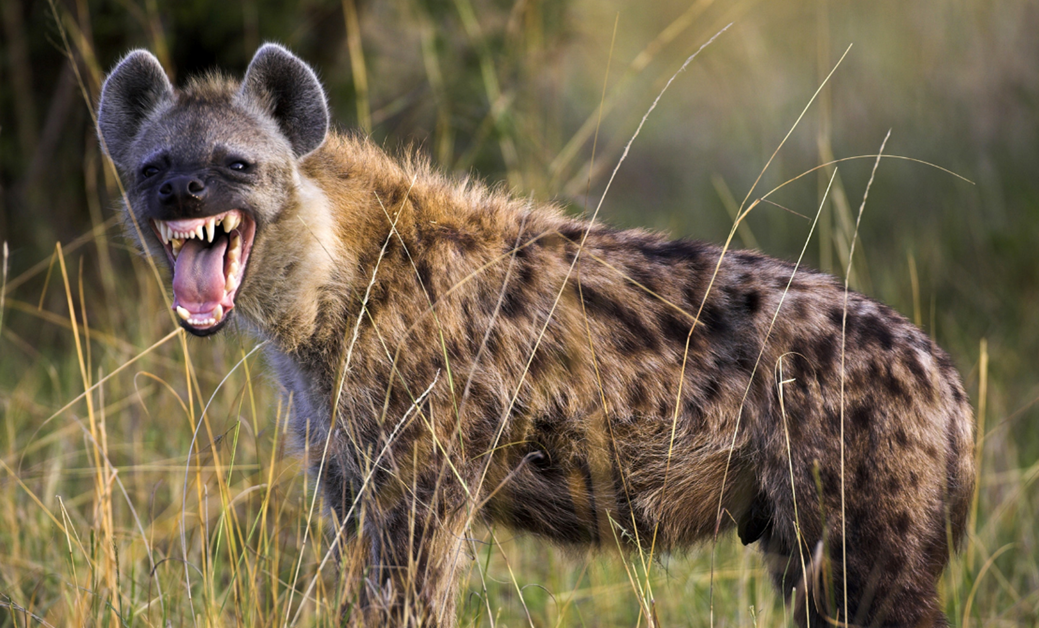 鬣狗 最强的是斑鬣狗,生活在非洲,阿拉伯半岛,亚洲和印度次大陆的陆生