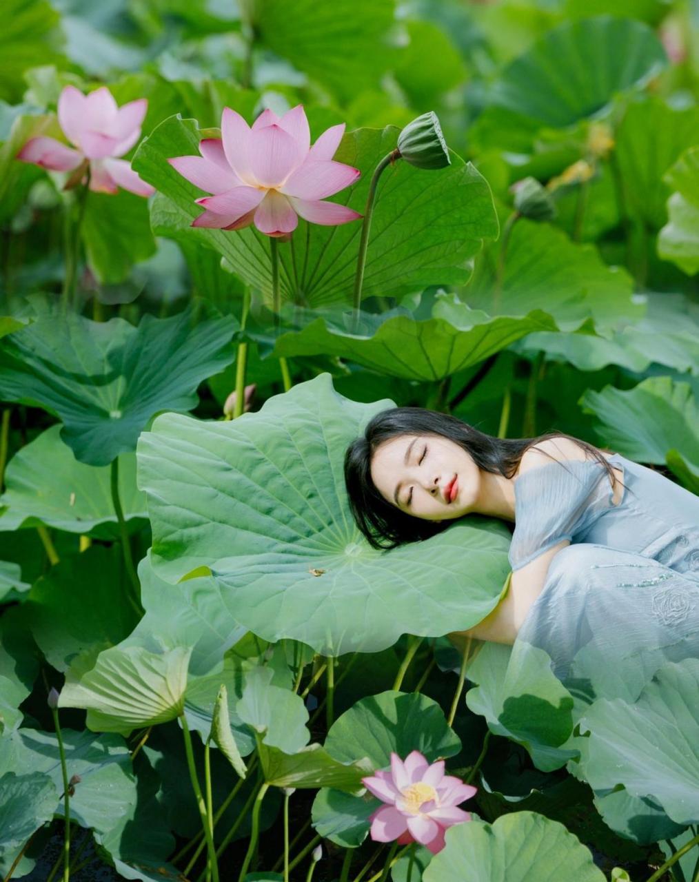 清新养眼,荷花池里的睡美人