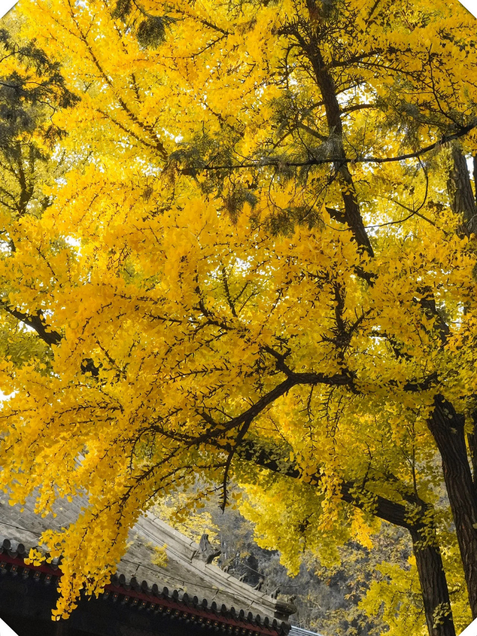 红螺寺的银杏已经到达了巅峰状态  秋天的美景令人陶醉.