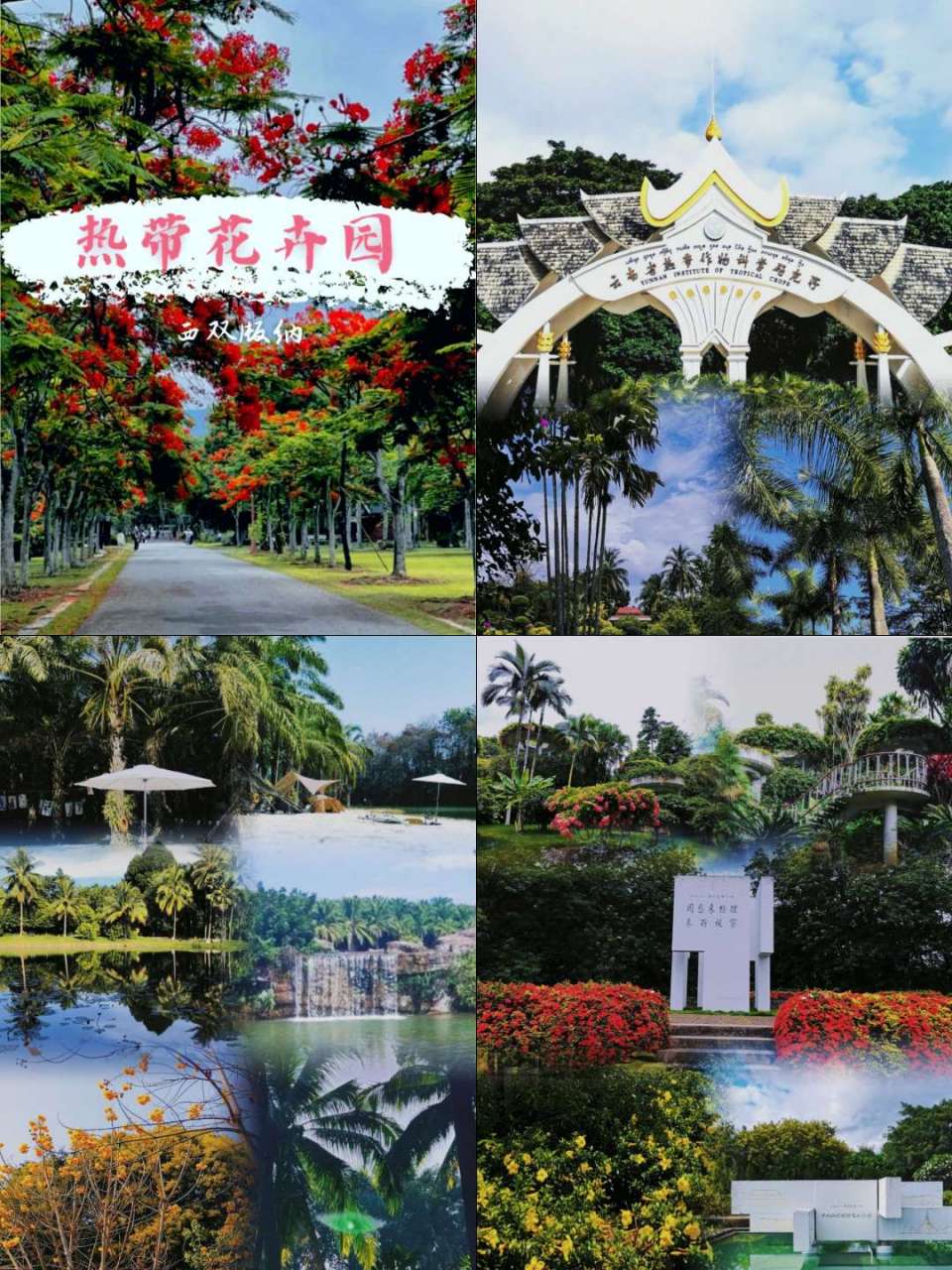 西双版纳,一处物美价廉的旅游胜地 热带花卉园-珍藏版后花园0878