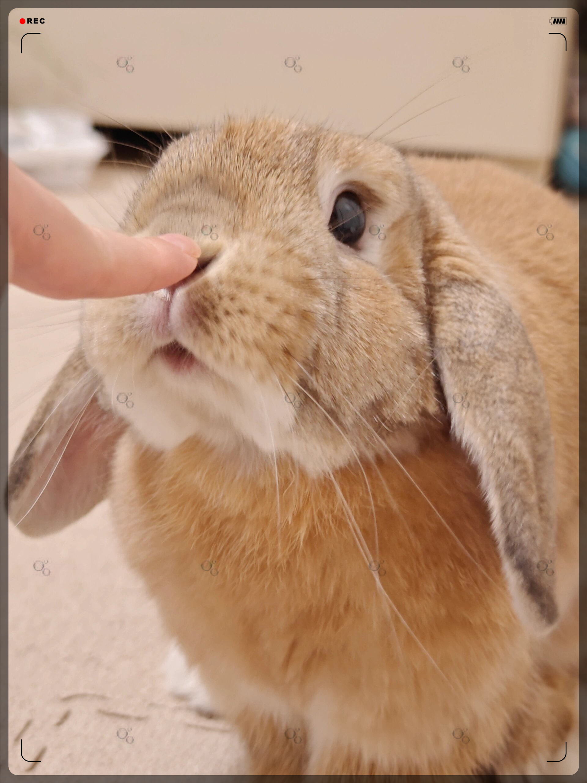 是在指责我吗?这只垂耳兔的小表情,简直萌翻了!