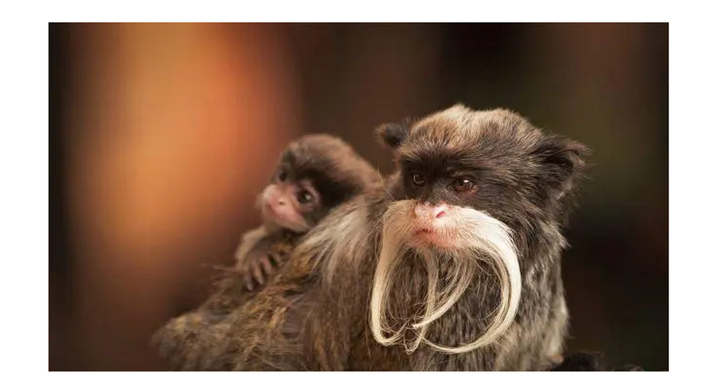 世界上最奇怪的动物 皇狨猴 这种生物可以在玻利维亚北部,巴西西部