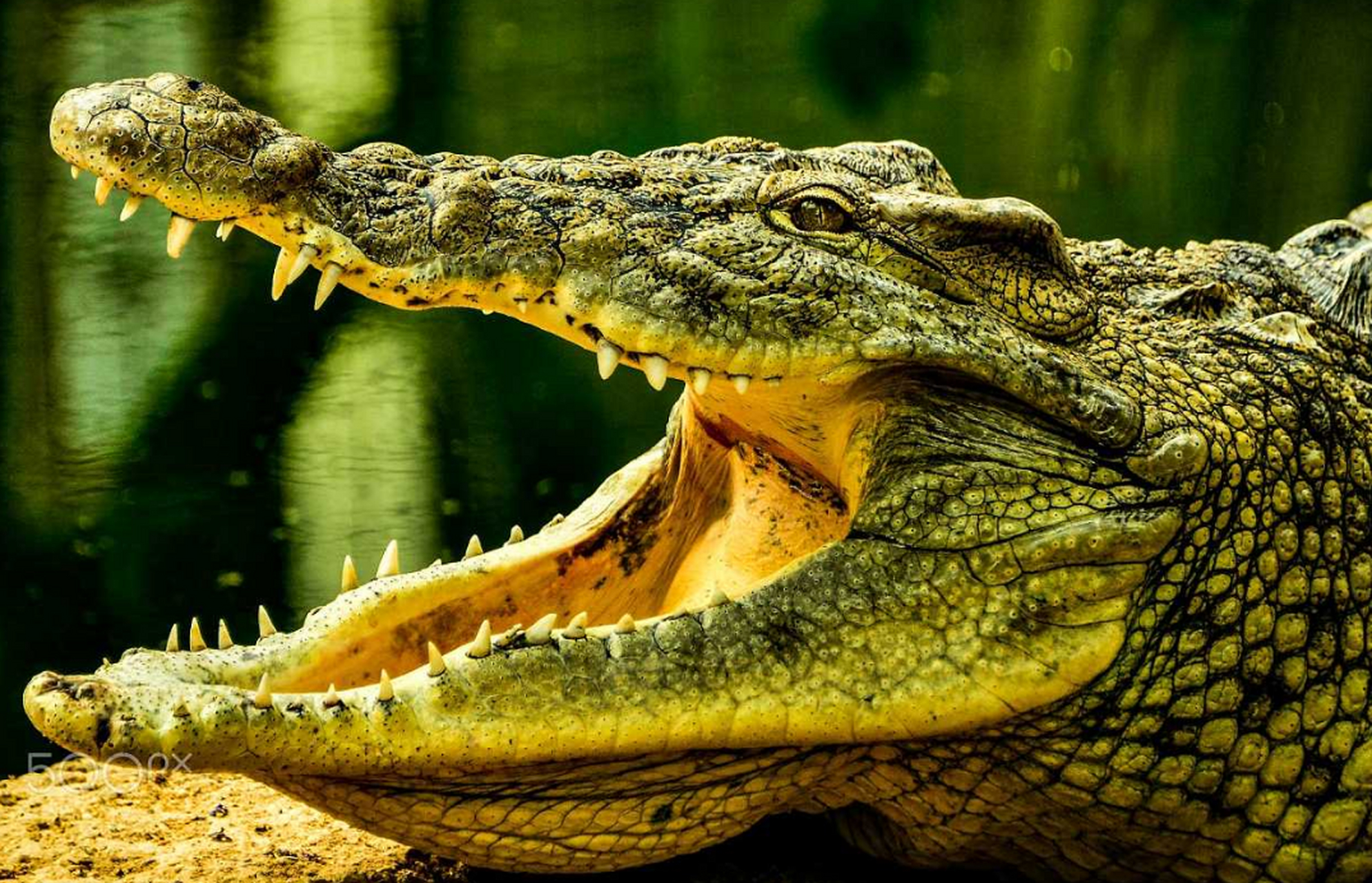 地球上最凶猛的动物 鳄鱼(代表是湾鳄)湾鳄也叫澳大利亚咸水鳄,是现存