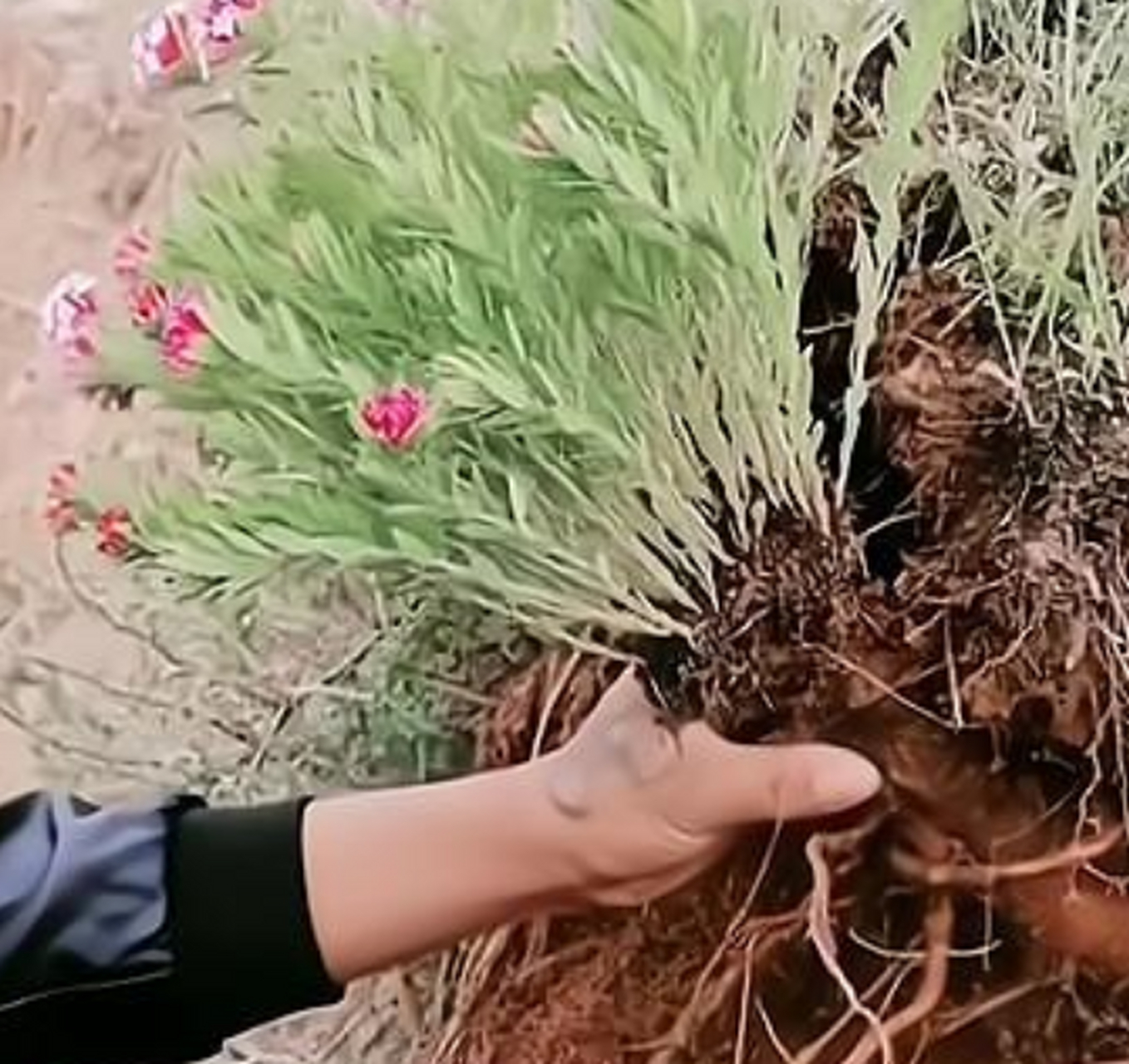 哥们告诉我这是人参,我怎么看着不像呢?