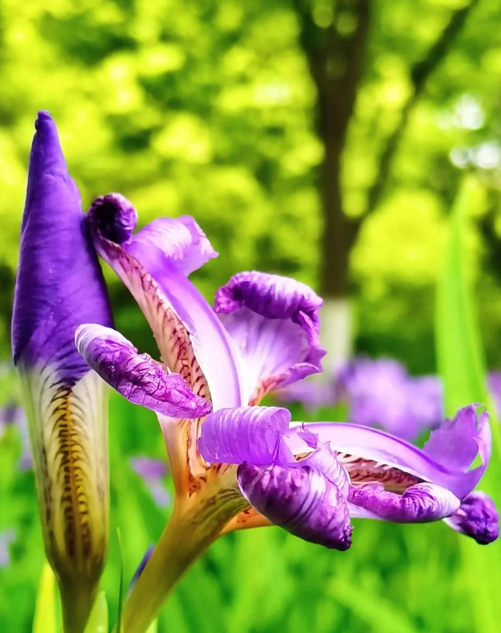 鸢尾花 原创/手机拍摄  人生三不相争: 不与上级争锋, 不与同级争宠