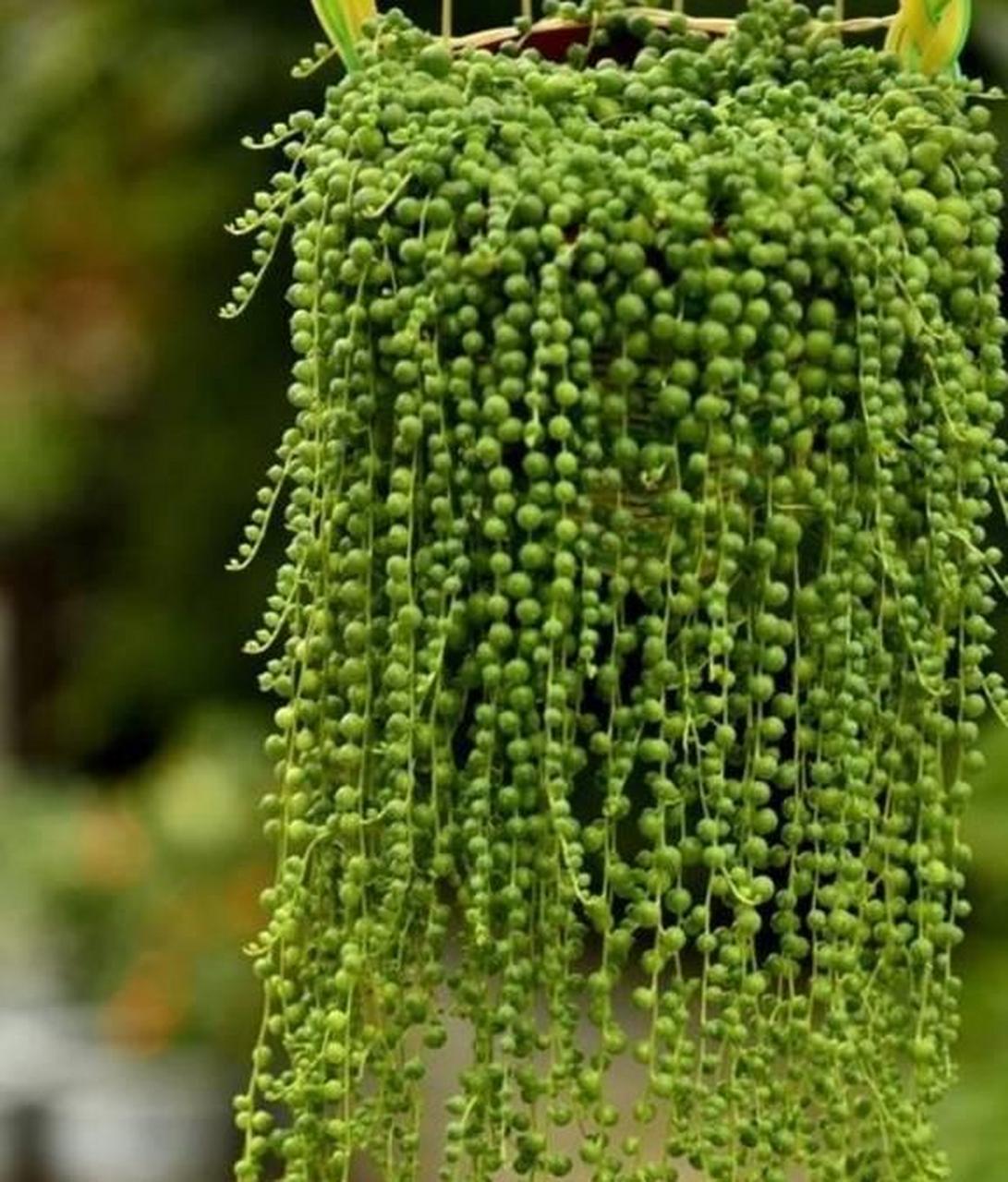 珍珠吊兰是非常漂亮的观赏植物,它的茎叶像一颗颗用线串起来的绿色