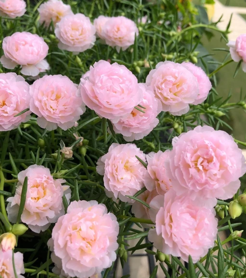 夏天的牡丹地粉色太阳花图片大全太阳花粉色图片粉色太阳花的诗句重庆