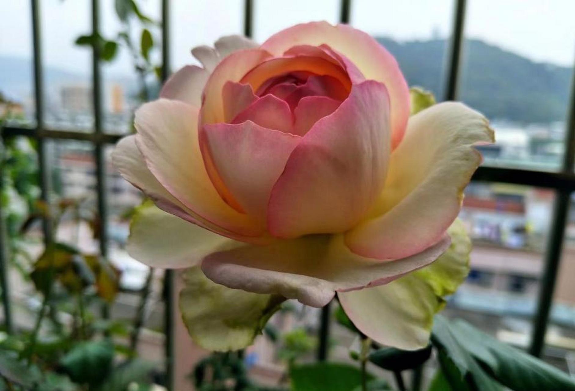 香水月季"乐天派",植株高度30~50公分,树形直立,叶色翠绿,古典玫瑰的