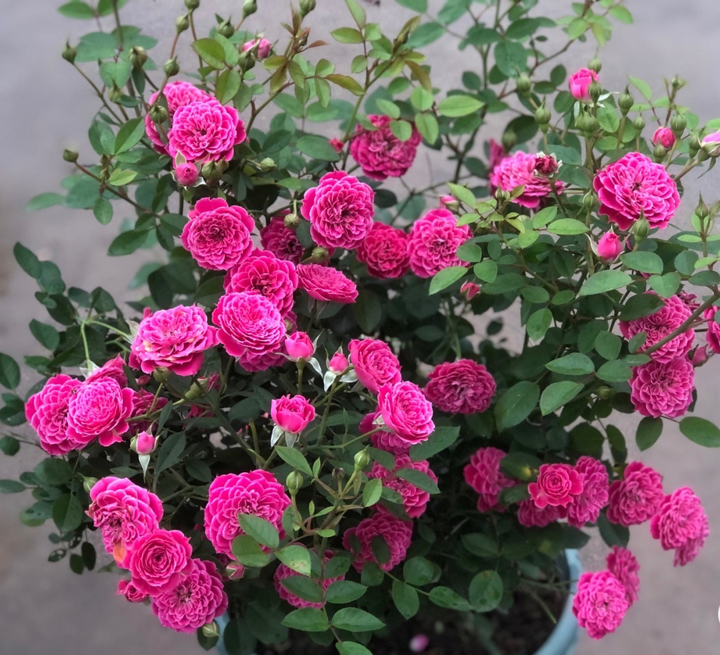 月季界的"妖花"——马里奥塔,这花够不够妖艳?