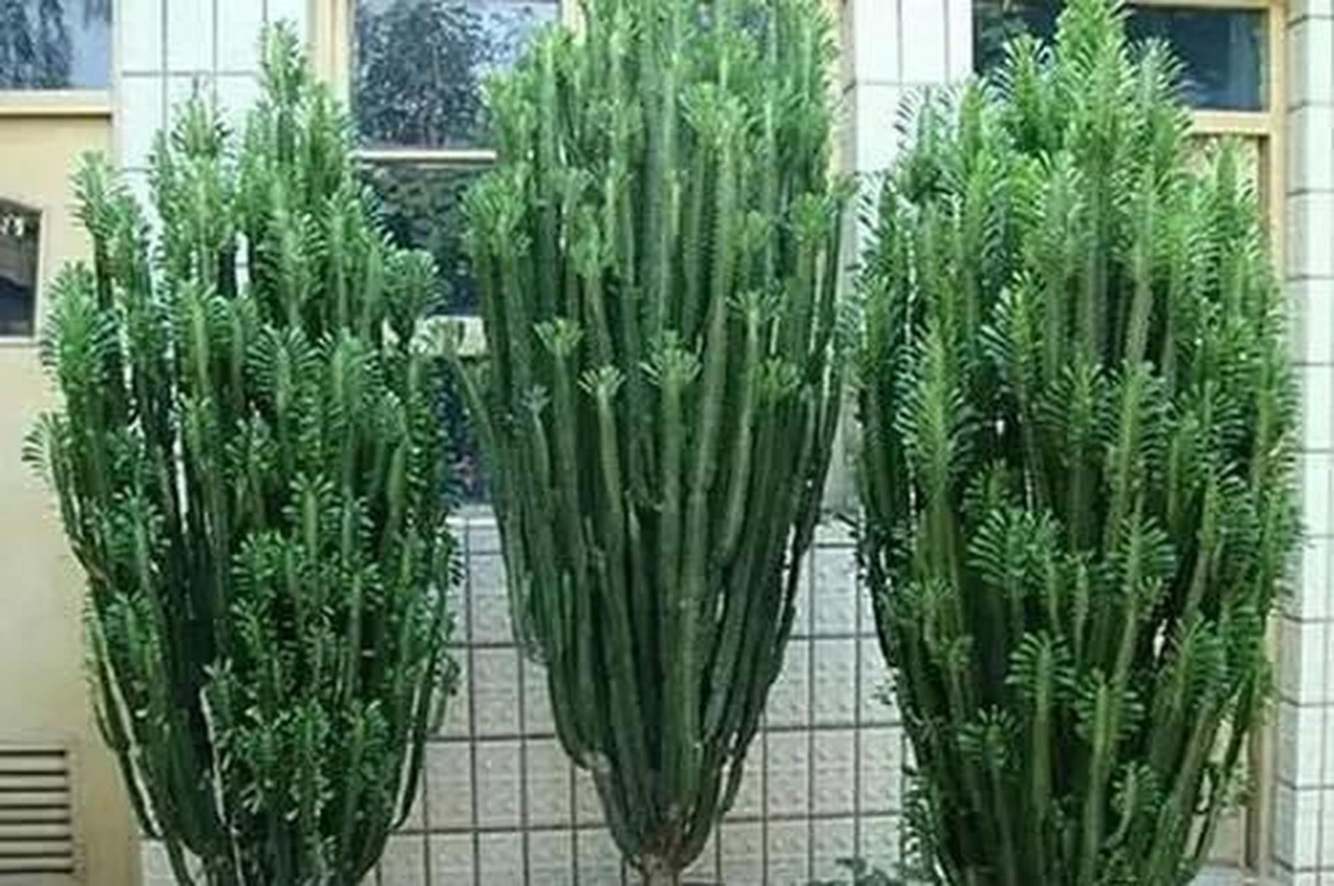 [樱花]龙骨是属于大戟科多年生多肉植物,又称彩云阁,三角霸王鞭,看着