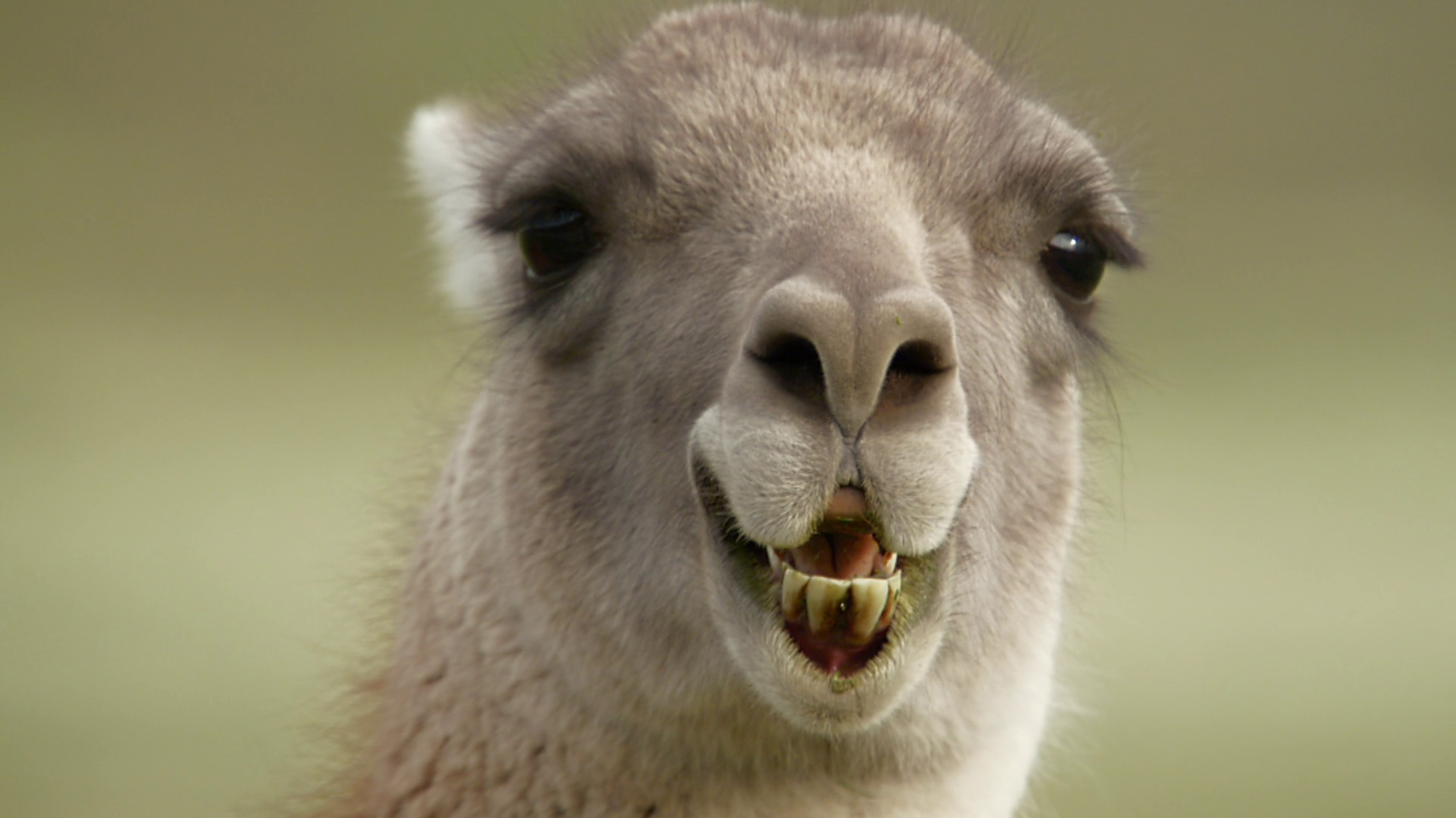 它们的名称好像比较多也比较乱,有(羊驼,驼羊,原驼,骆马,大羊驼)谁能