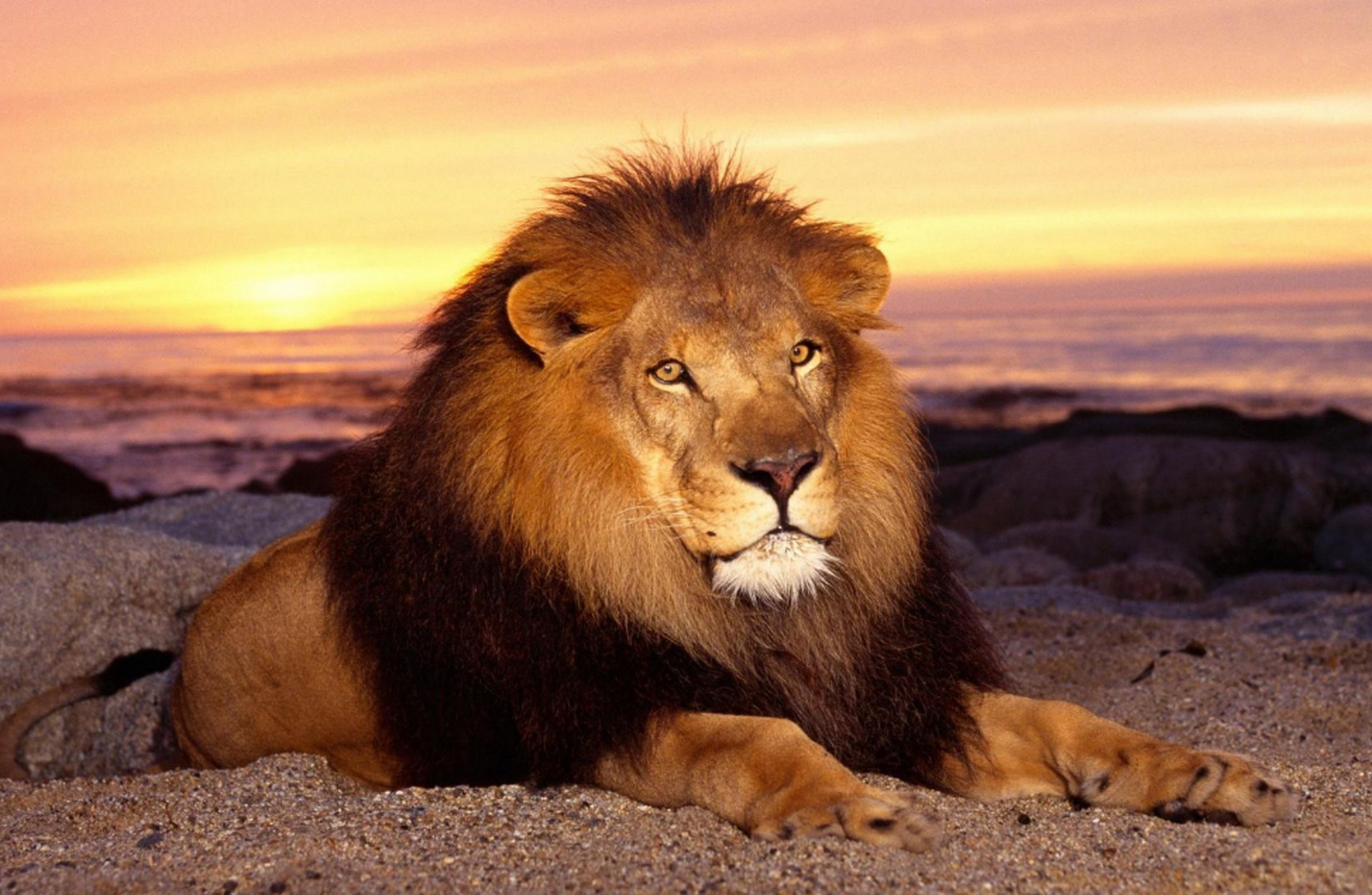 地球上最凶猛的动物 狮子(最强的非洲狮做代表)非洲狮的四肢非常的