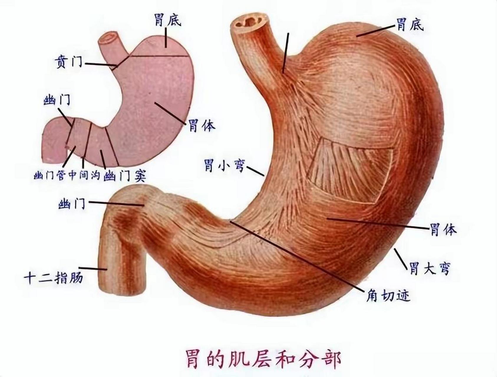 胃和肺的位置图片图片