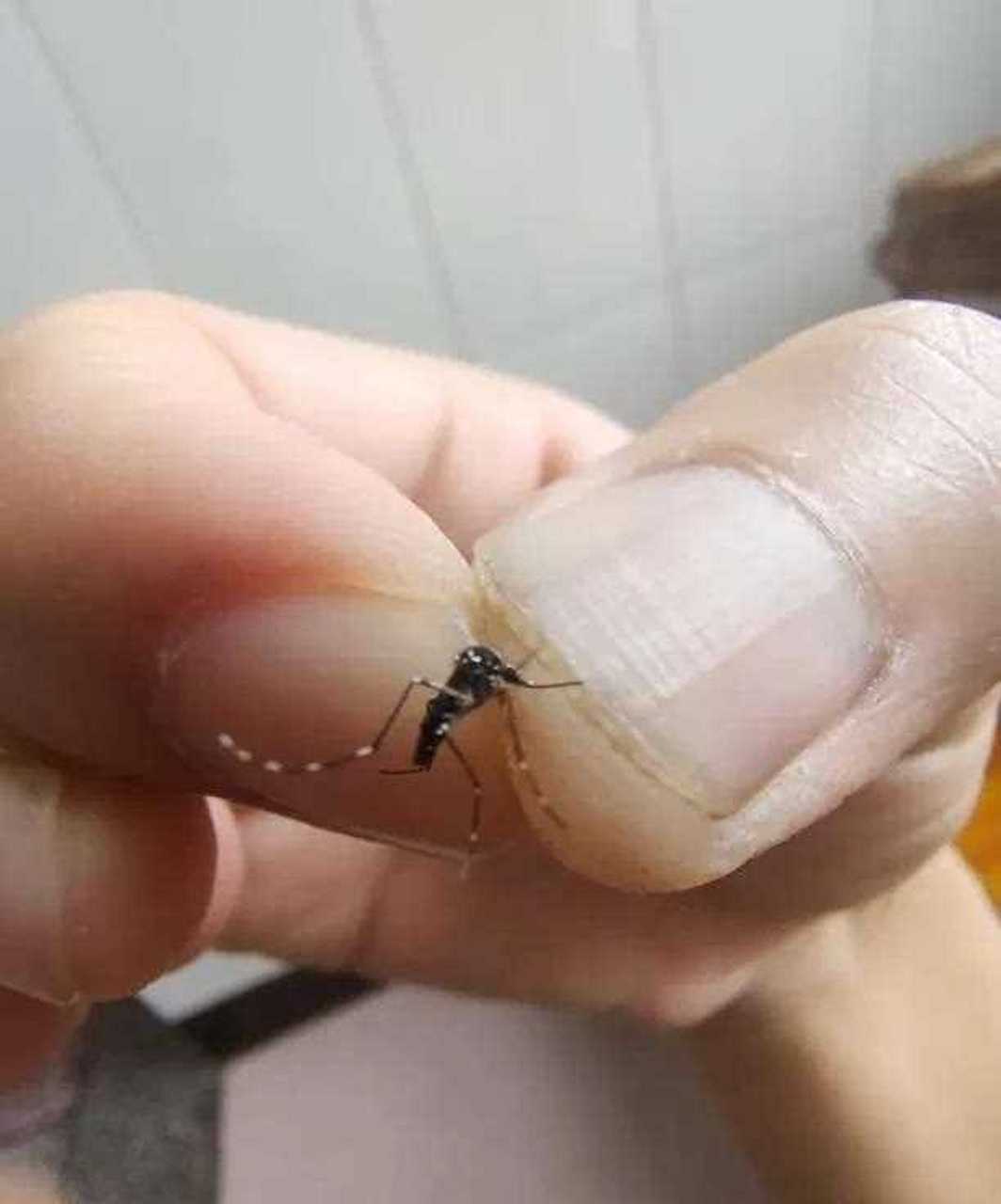 抓到一只来头不小的花蚊子,起源于亚洲,学名叫白纹伊蚊.太毒了!