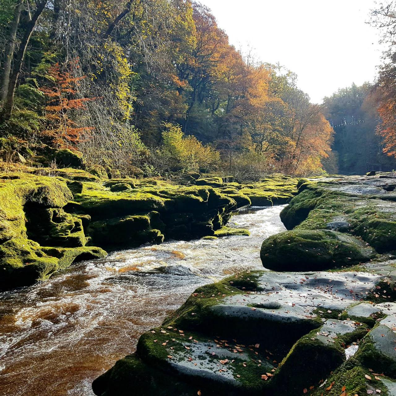 英国约克郡河谷国家公园93叶子纷纷扬扬地落下  #最美乡村# #分享