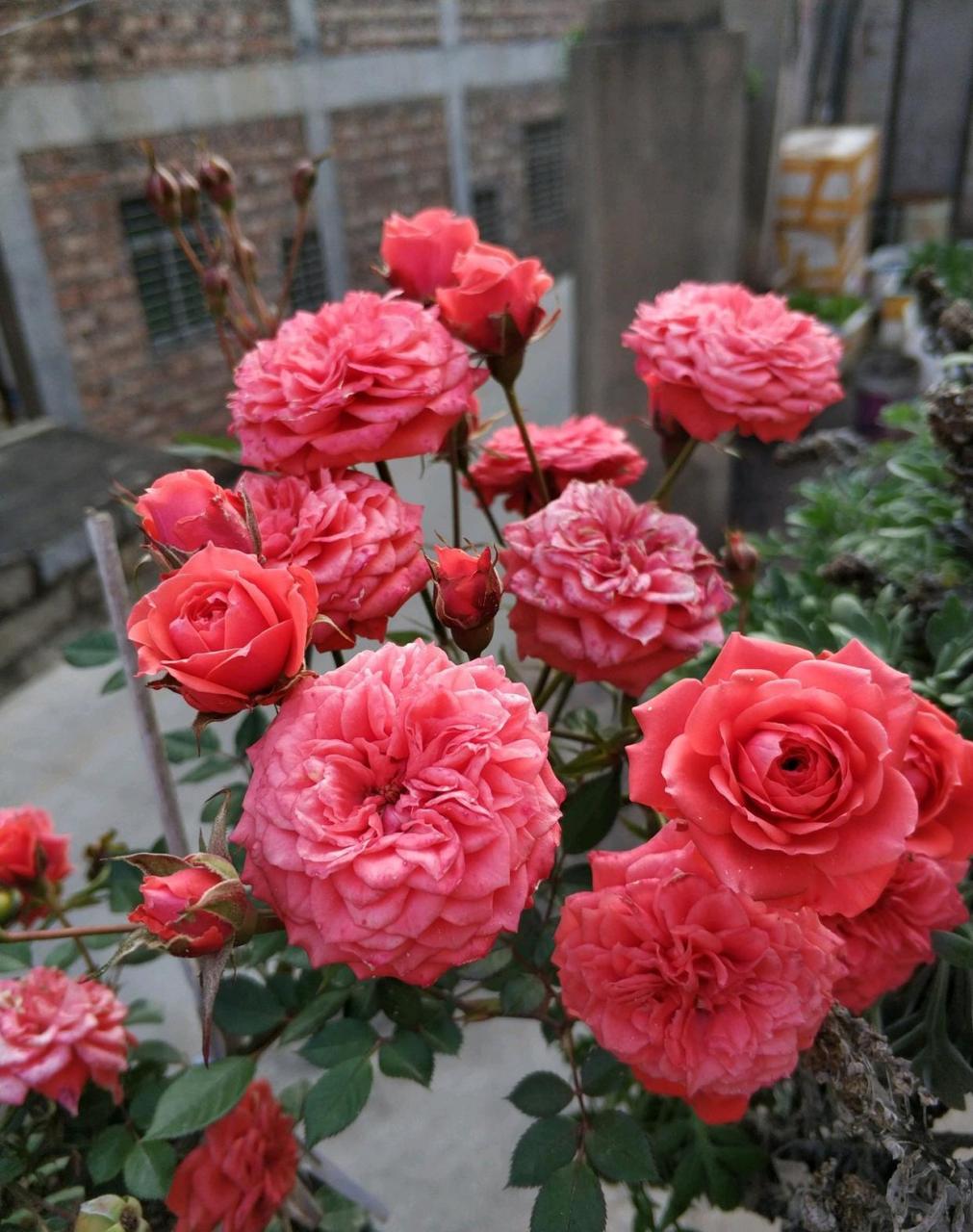 微型月季花—草裙舞女(hulagirl),一个非常值得拥有的经典品种,其植株