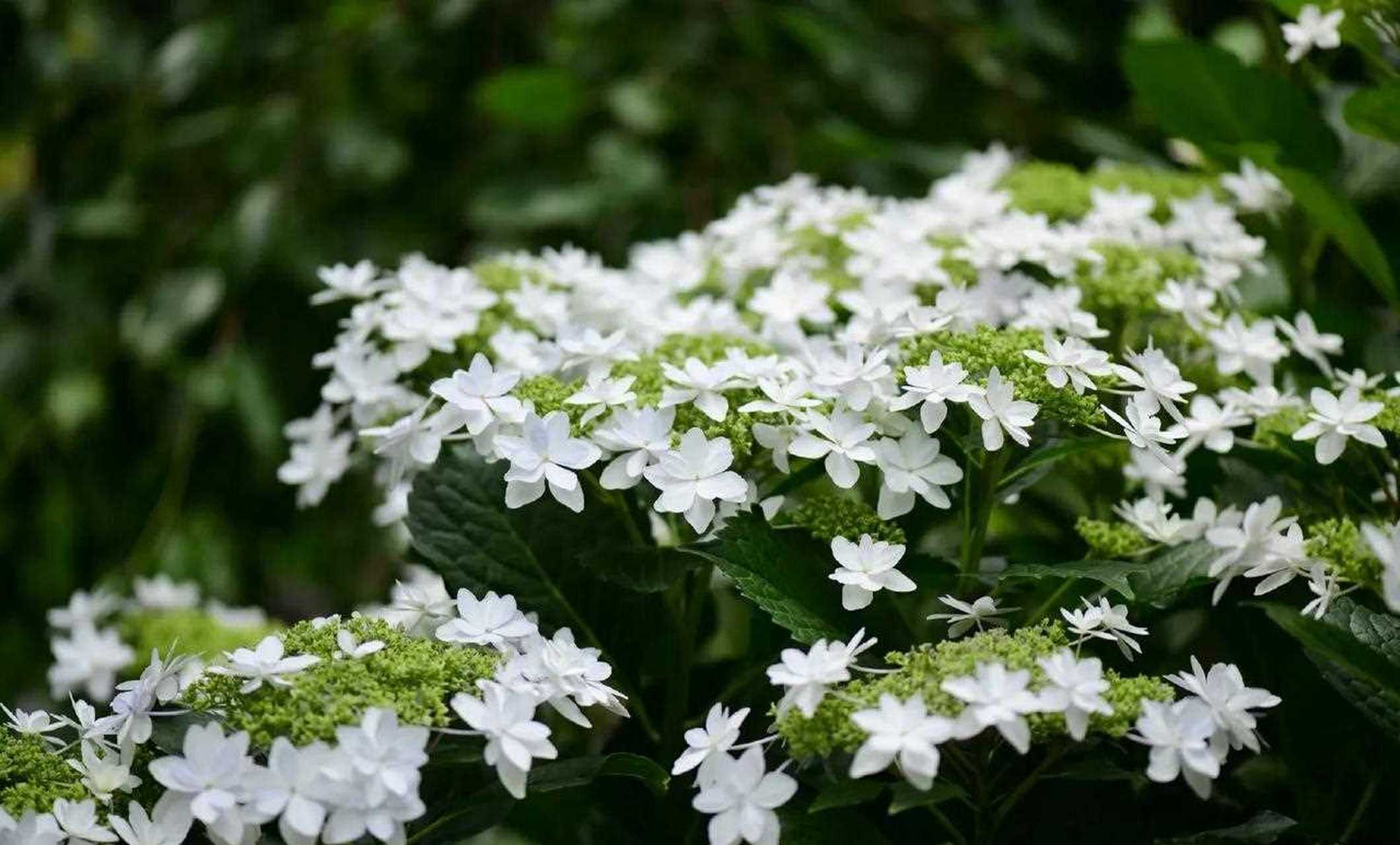 绣球白色天使,平顶款,中间的小花还没开的时候是绿色的,之后也会打开