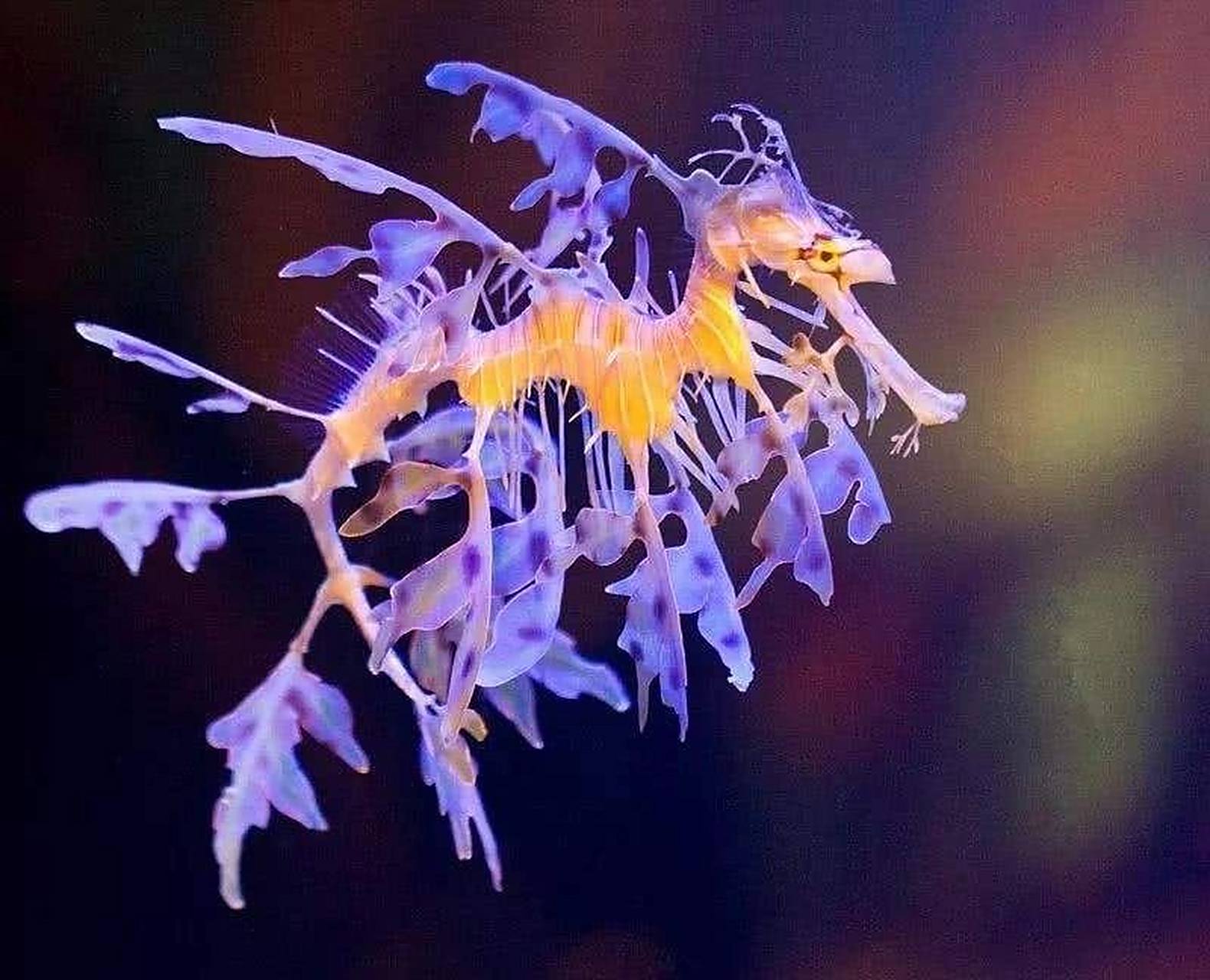 海洋生物-叶海龙 澳洲独有生物,海洋伪装大师 73 叶海龙体长平均约