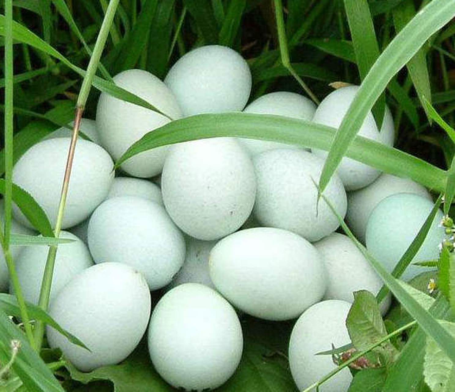 东乡黑羽绿壳蛋鸡,是江西省萍乡市上栗县特产,东乡黑鸡,是一种天然