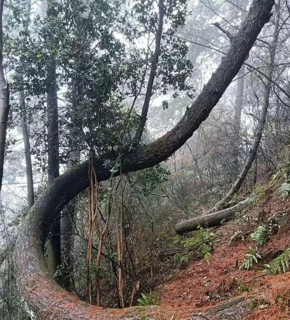 过山峰蛇笼图片