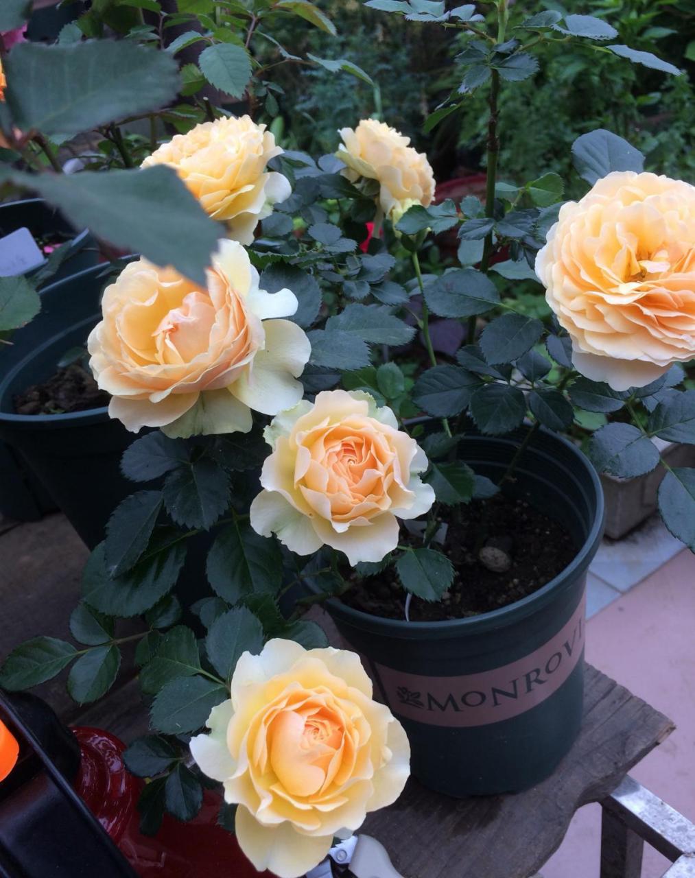 来自荷兰的微型盆栽月季花——木星王阳台,十分优秀的品种——植株高