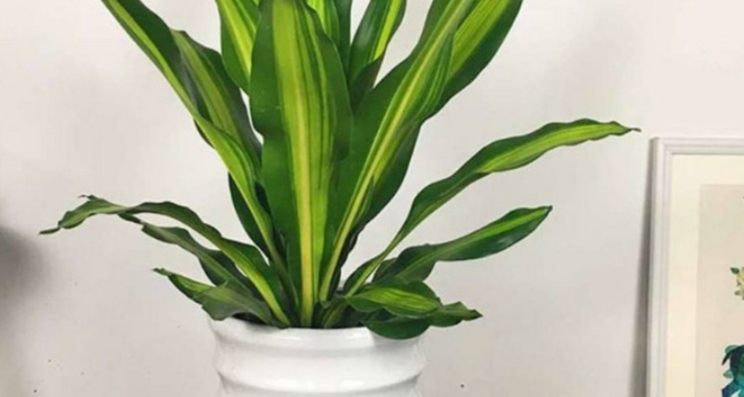 选择合适的容器:也门铁是一种生长迅速的植物,因此需要